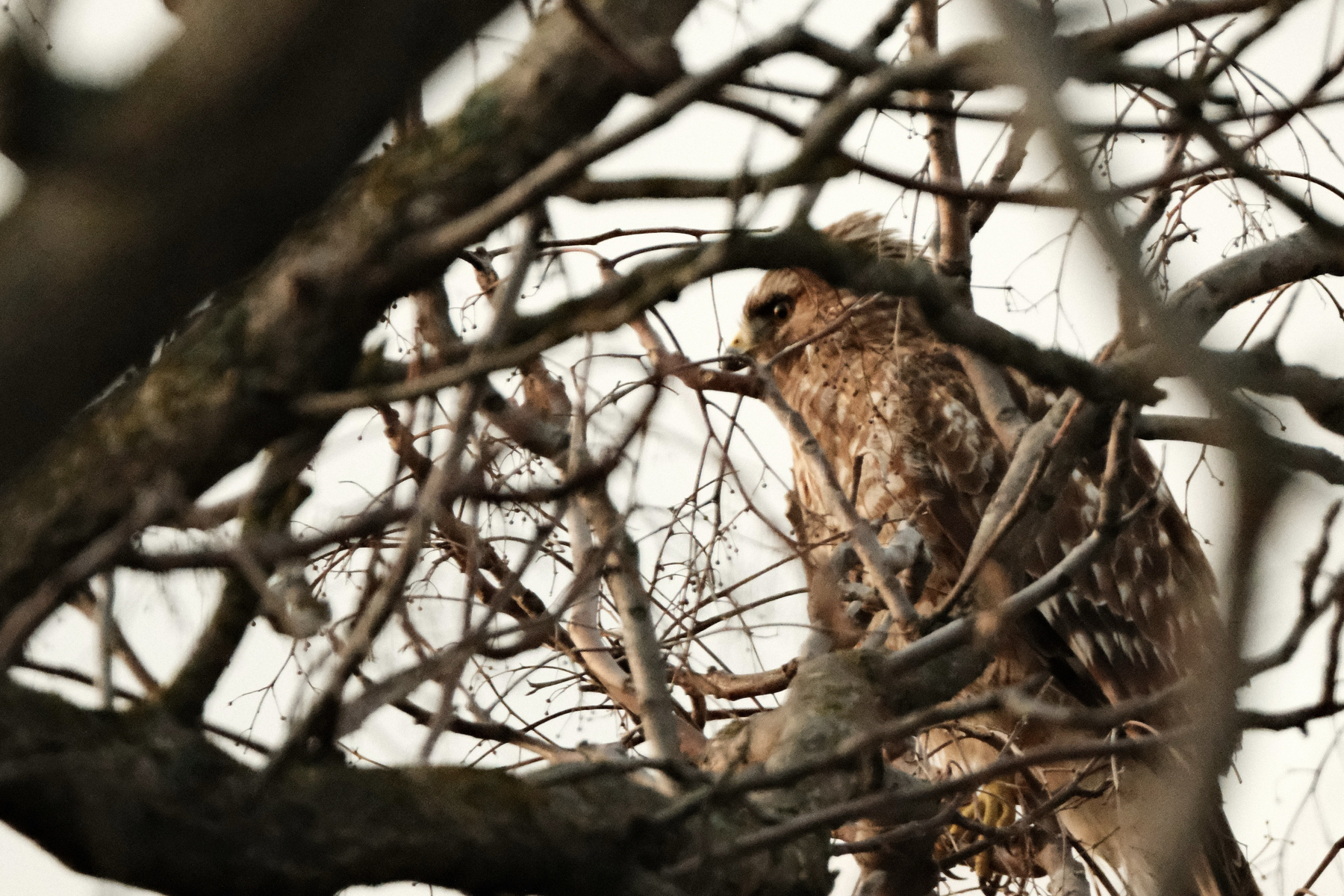 A Red-shouldered Hawk through a bunch of Tree of Heaven branches. It's got a bit of clouded over morning sun on its face. The branches criss-cross its body.