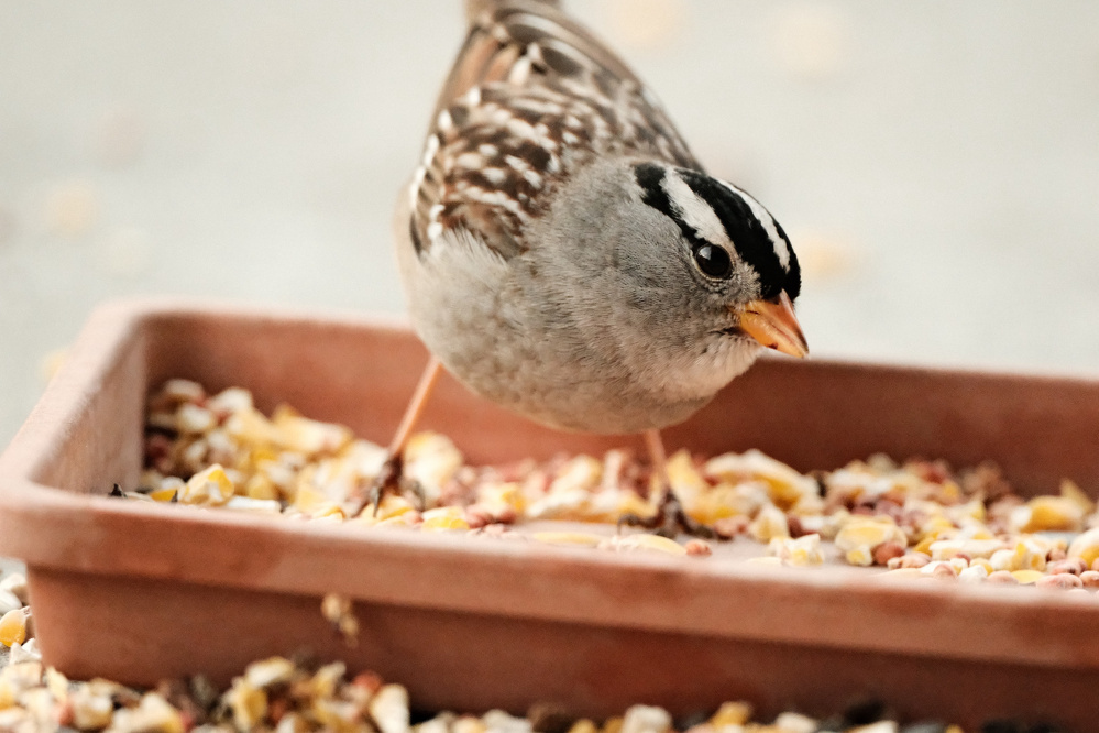 A close-up of a White-crowned Sparrow is in a tray full of seeds cocks its head up just a bit, as if looking at the camera. It has clear white stripes on its head, one behind its eye and another at the top of its head. The rest of the body is gray to beige with white stripes along its wings. 