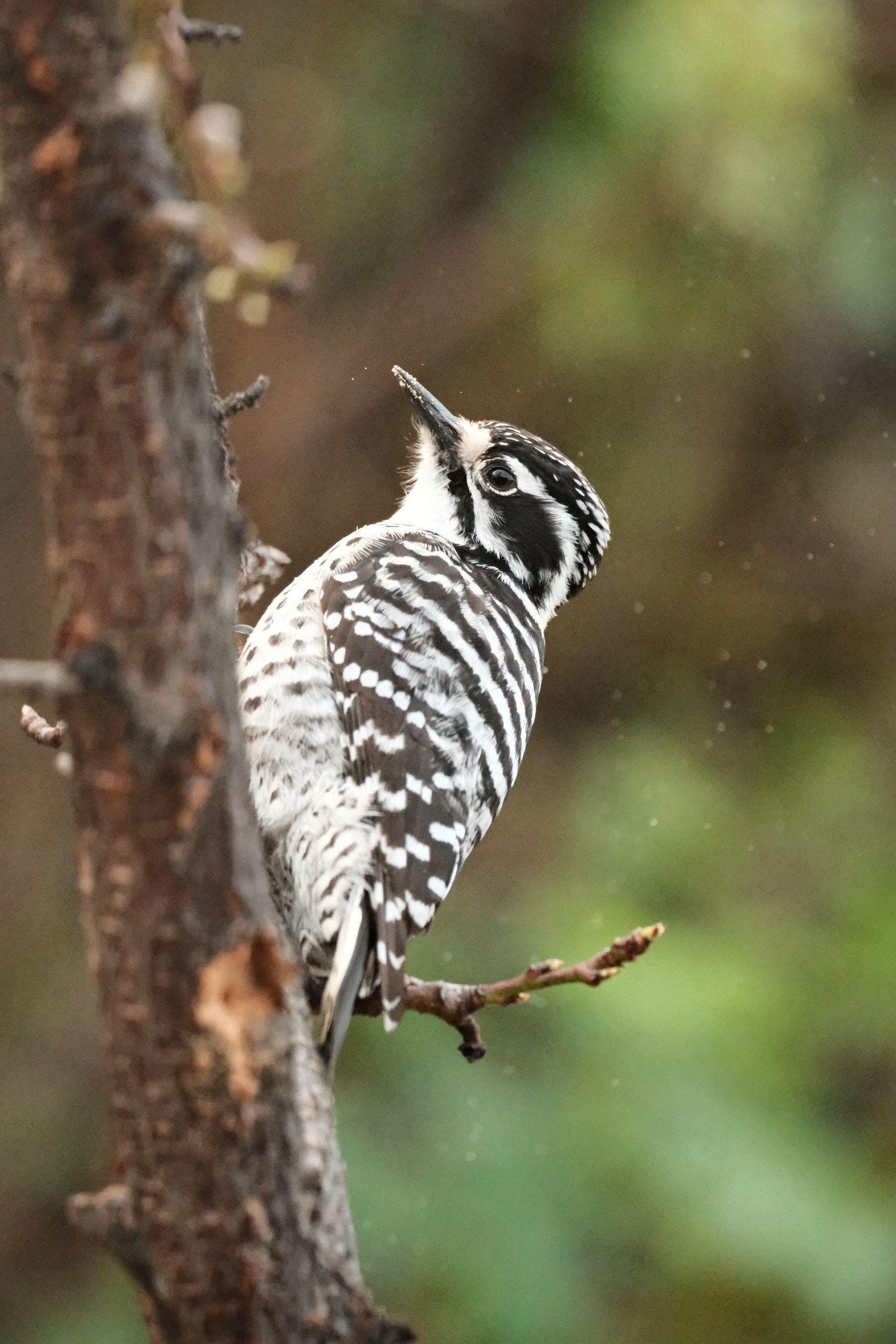 A Nuttalls Woodpecker is furiously pecking at a Nectarine, pausing for a second, eye towards the camera with its tree dust covered beak. It is black with white.