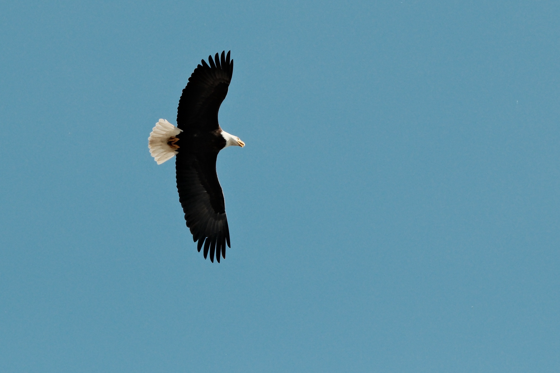 A Bald Eagle, against a clear blue sky, soars overhead, with the camera looking straight up at the bird. Its dark brown wings are outstretched, its feet are tucked against its white tail feathers, and its sun brightened right eye is just visible. Its beak is slightly open, showing off a tongue.