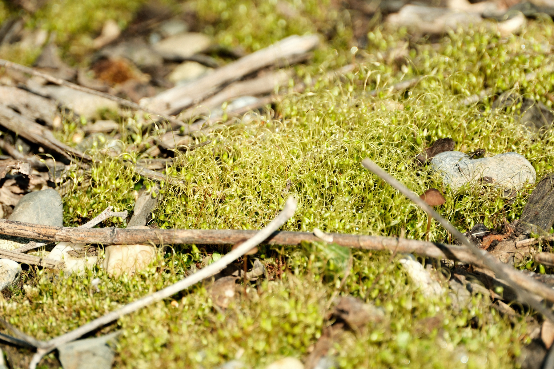 DSCF9718.jpg Green long stemmed moss with blunt ends grow on the ground, with various sticks and rock interspersed. There's a fly resting on a rock and there's a tiny brown mushroom just in view.