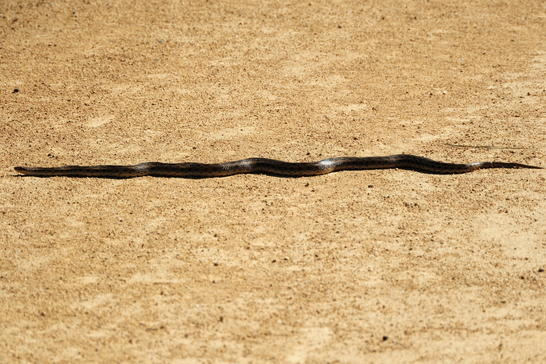 DSCF9769.JPG A three or four foot long gopher snake, mostly stretched out, along a barren sun-scorched path. It is mostly dark brown with even darker brown patches, though its pattern is hard to see here. The sun is glinting off its back along its farthest curves.