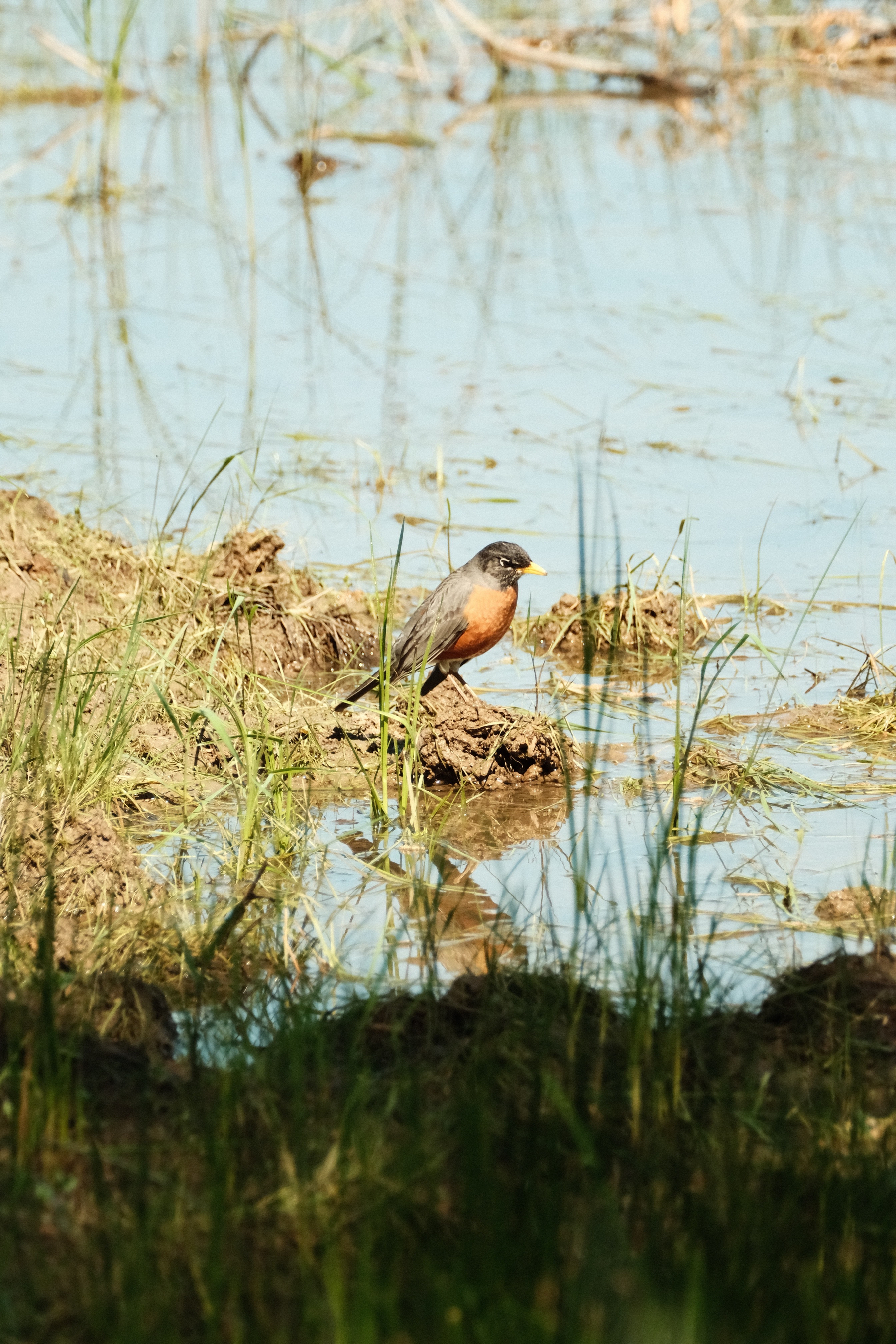 A Robin, with a nice red belly and chest, looks out over the edge of a watery marsh. There are spears of green popping up here and there and a lot of brown vegetative material and soil. The bird looks very patient but also poised to launch after a meal.