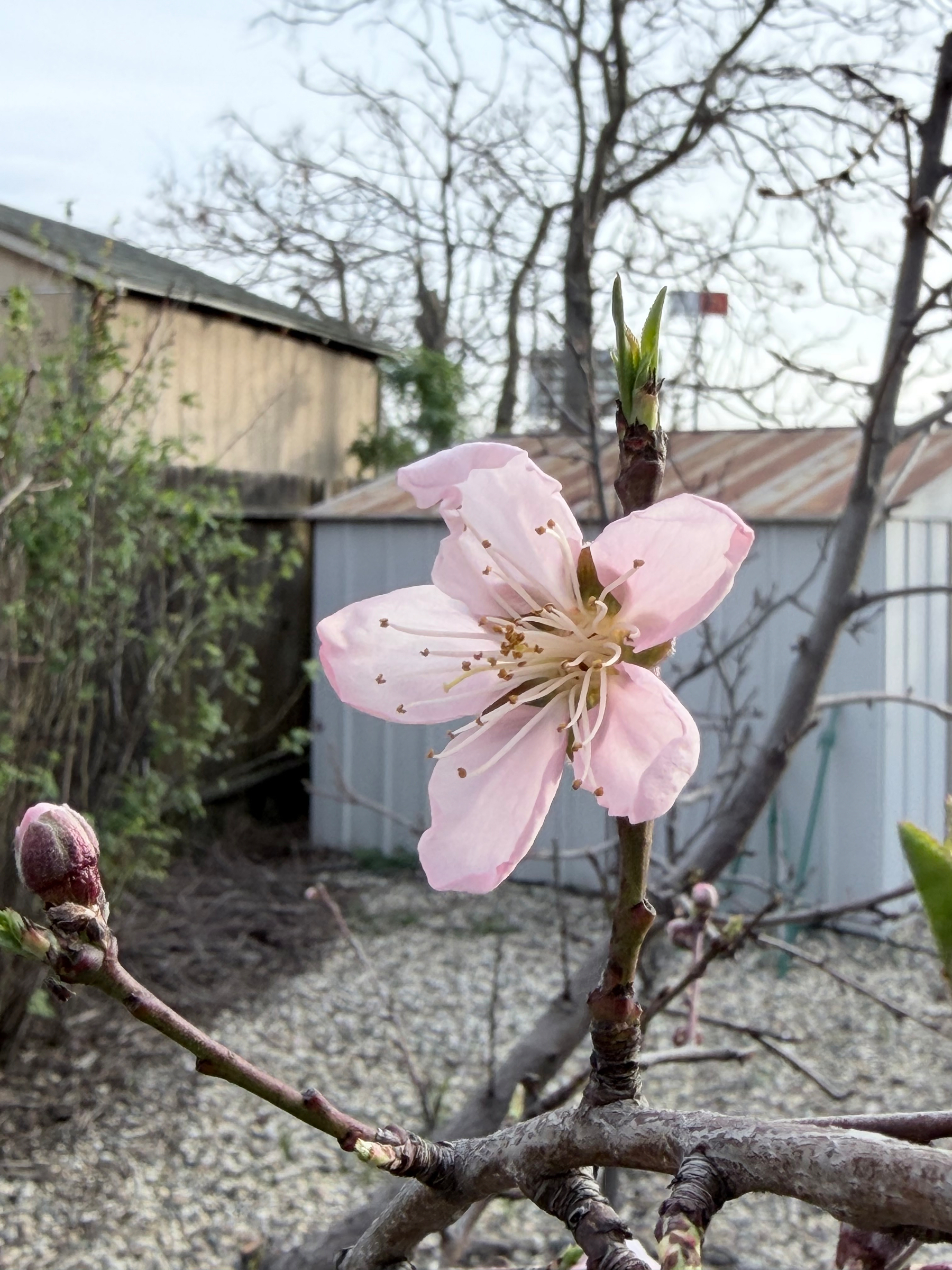 A light pink nectarine flower with whitish stamens and red anthers. The photo was taken in a backyard with a shed and rocked areas. 