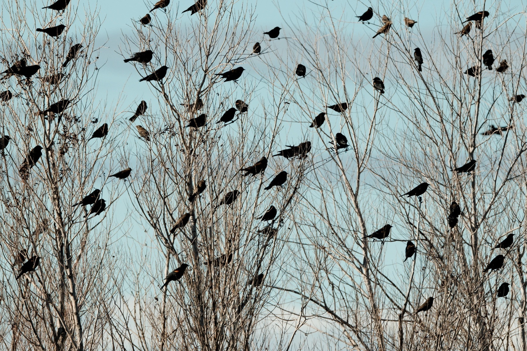 Dozens of blackbirds are evenly perched in four leafless, dormant trees against a hazy blue sky. Some of the birds may be starlings as they more brown than black,