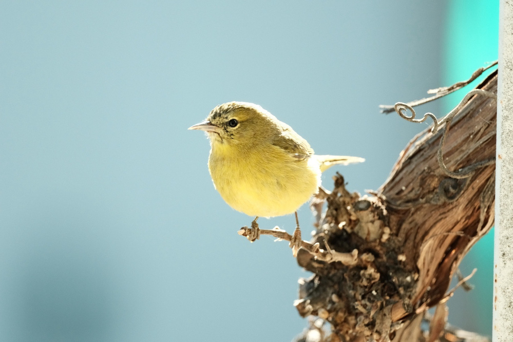 A very yellow Orange Crowned Warbler is perched on a tiny dormant stem of a grape vine almost as thick as the bird is round (maybe 2-3 inches). The bird is looking to the left, with something reflecting in its eye. The grapevine’s bark is splitting off. The background is completely blurred.