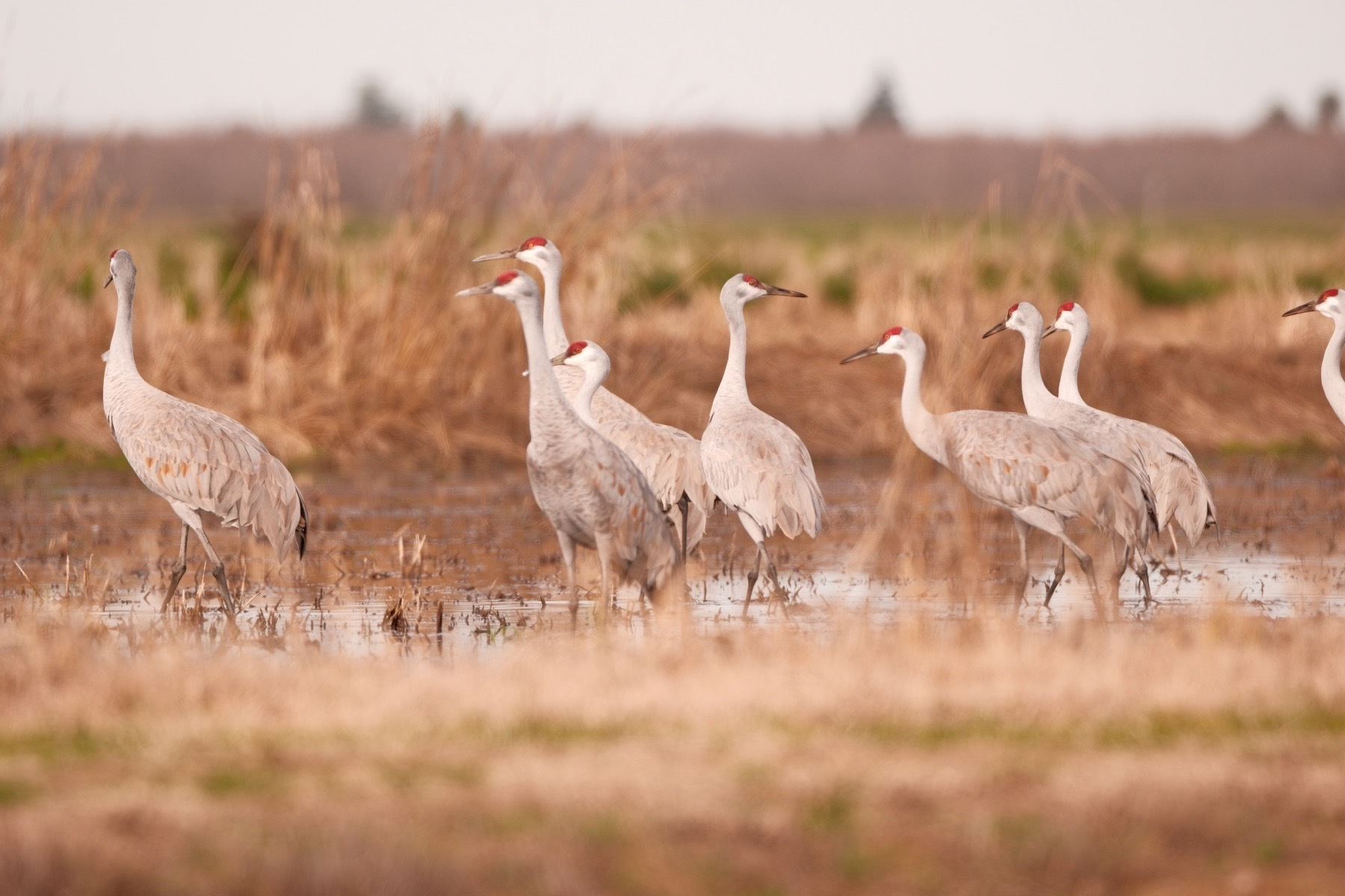 Nine Sandhill Cranes in a shallow pond, slowly walking to the left. All the surrounding vegetation is brown. The large birds, with viciously sharp bills, have bright red on their foreheads. Their feathers are white to brown with a bit of rust red on the wing feathers.