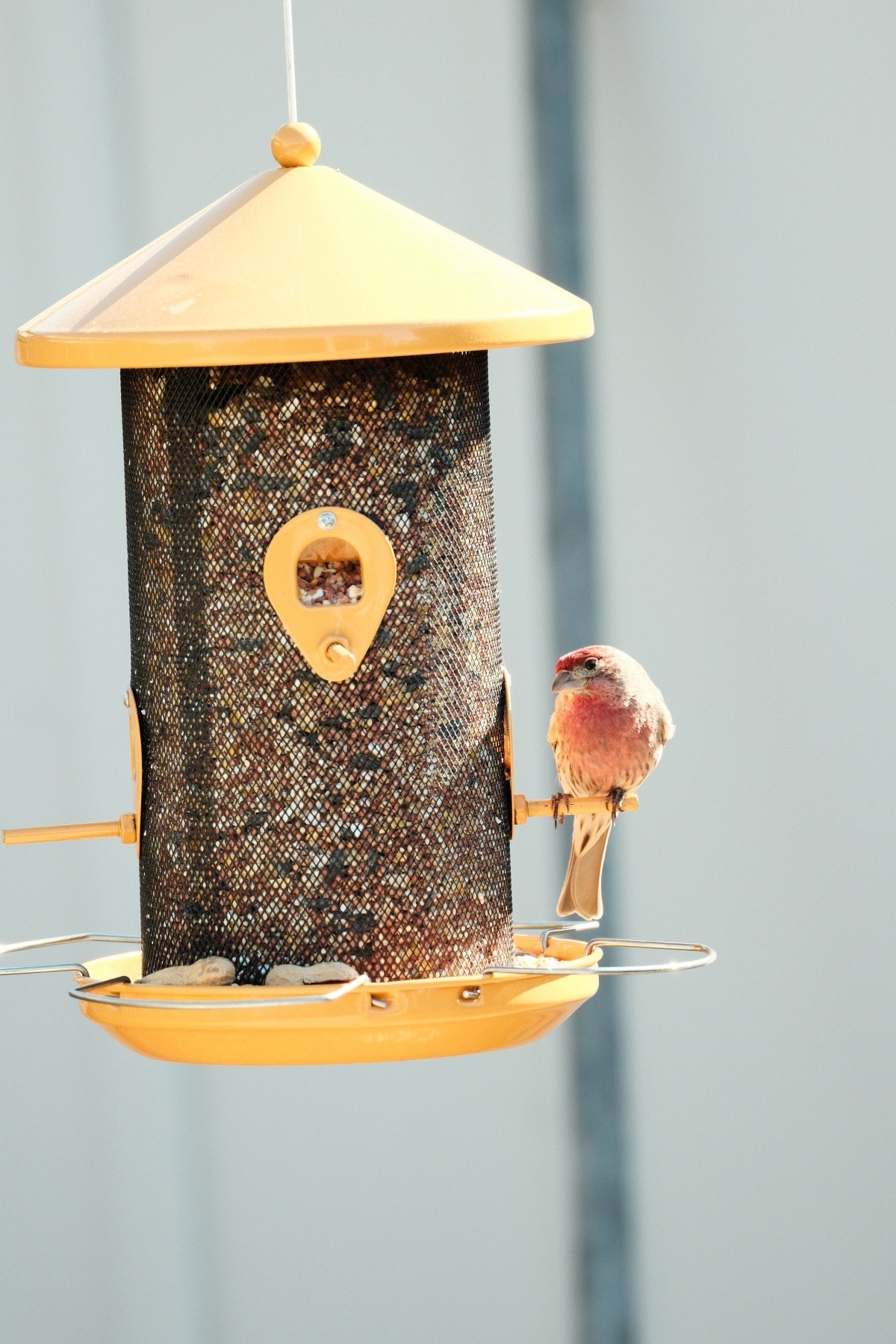 A house finch, with bright red upper body, perched on an at-capacity yellow seed feeder. Its chest is facing the camera but its head is cocked to the left, as if it is eyeing the seed port. Some one out peanuts in the bottom feeder tray