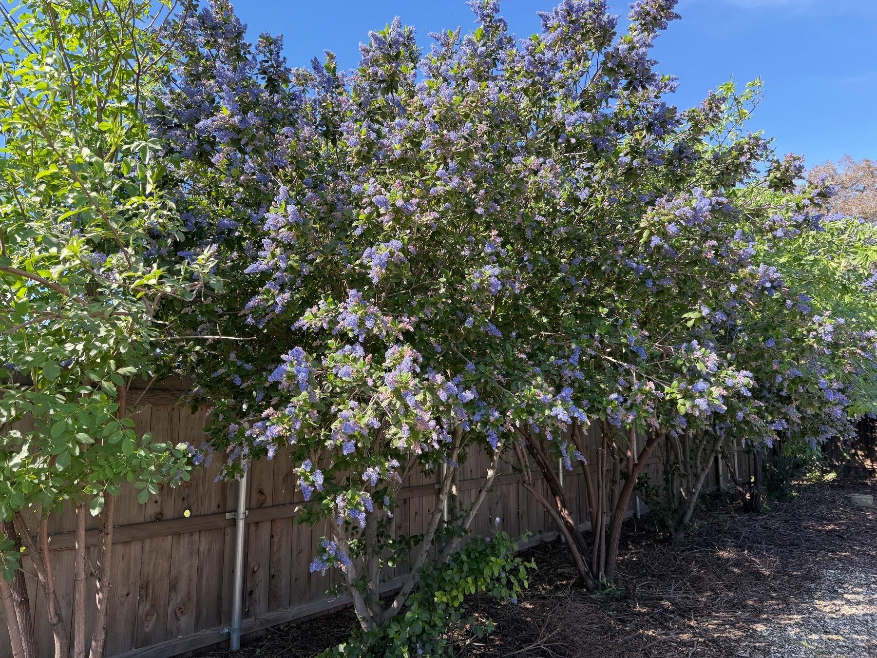 A row of tall ceanothus with dark green leaves and clusters purple flowers set between two tall elderberries with bright green leaves set against a blue sky and a wooden fence. The shrubs are pruned toward the ground, providing space for shade and keeping ladder fuels in check 