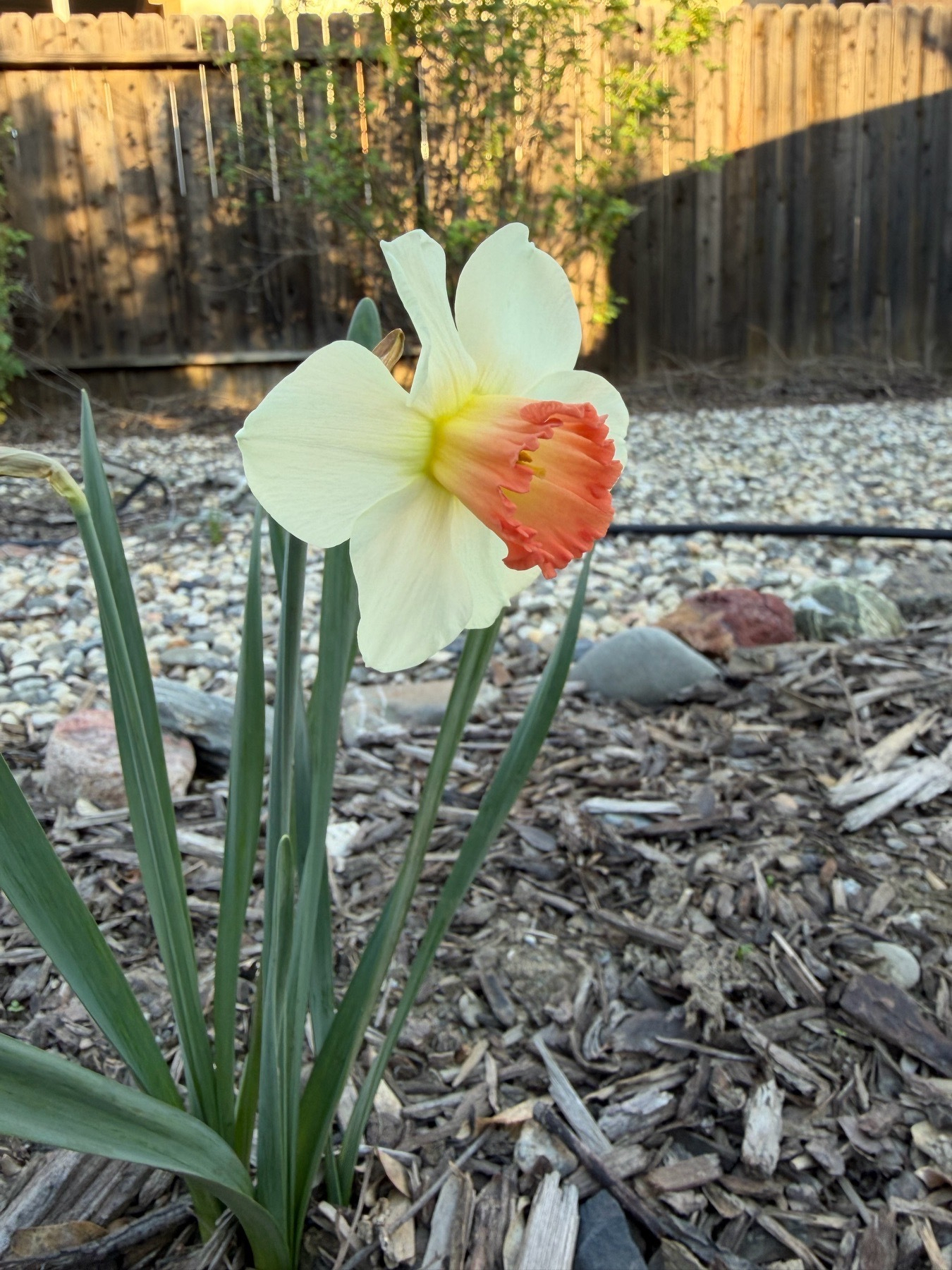 A daffodil with white petals and a yellow to orange central trumpet. It’s planted in a yard with bark, gravel and river cobble. It’s sunset where a rear fence is in sun but the ground is not.