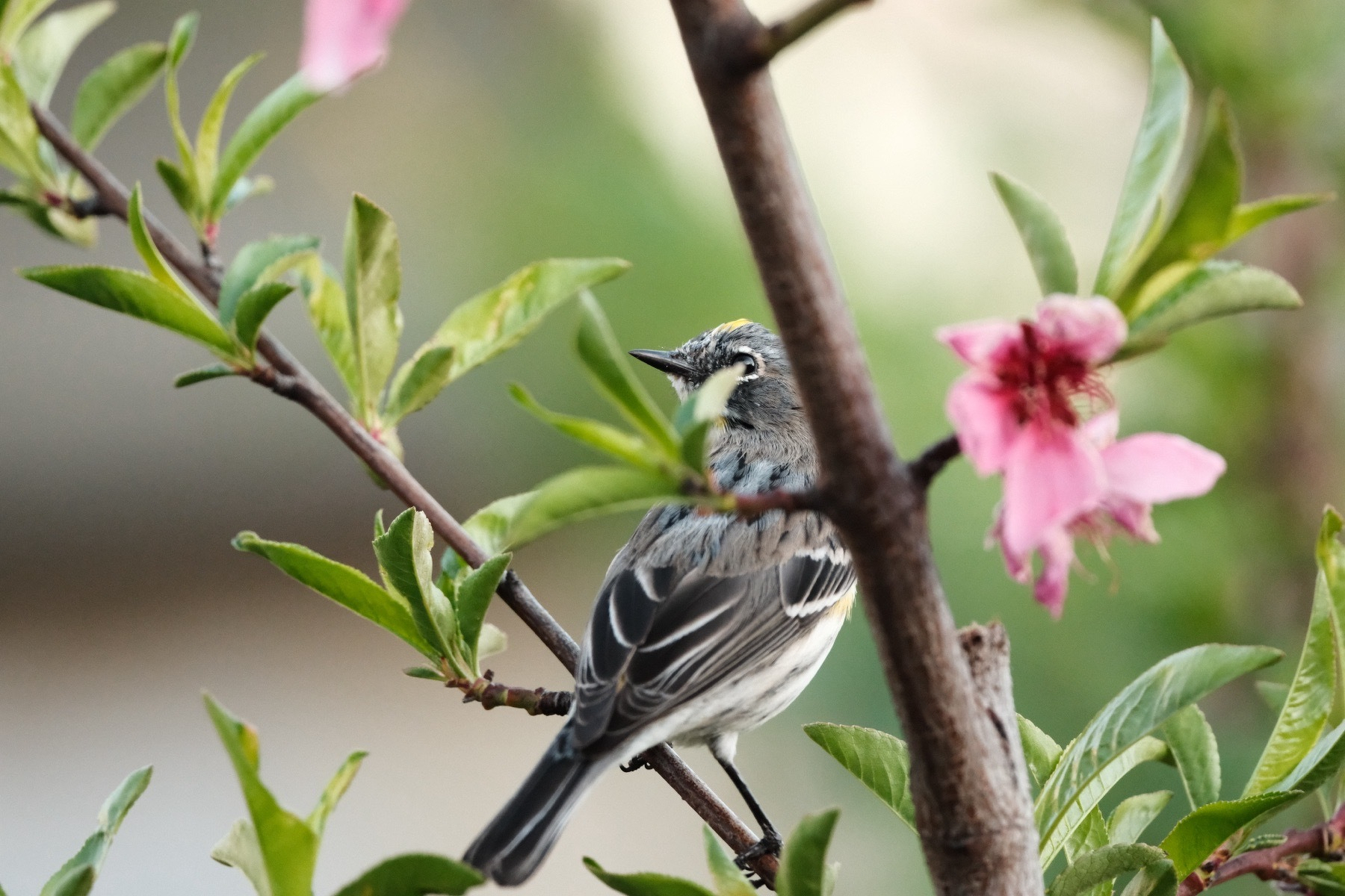 A Yellow-rumors Warbler is perched in a leafing out nectarine tree with pink to magenta flowers that are about to fall off. The warbler’s back is to the camera as it looks almost 90° to the left, giving side eye to the photographer. Its yellow spot on its head is just visible. Its feathers are black to gray. The background is completely blurred out.