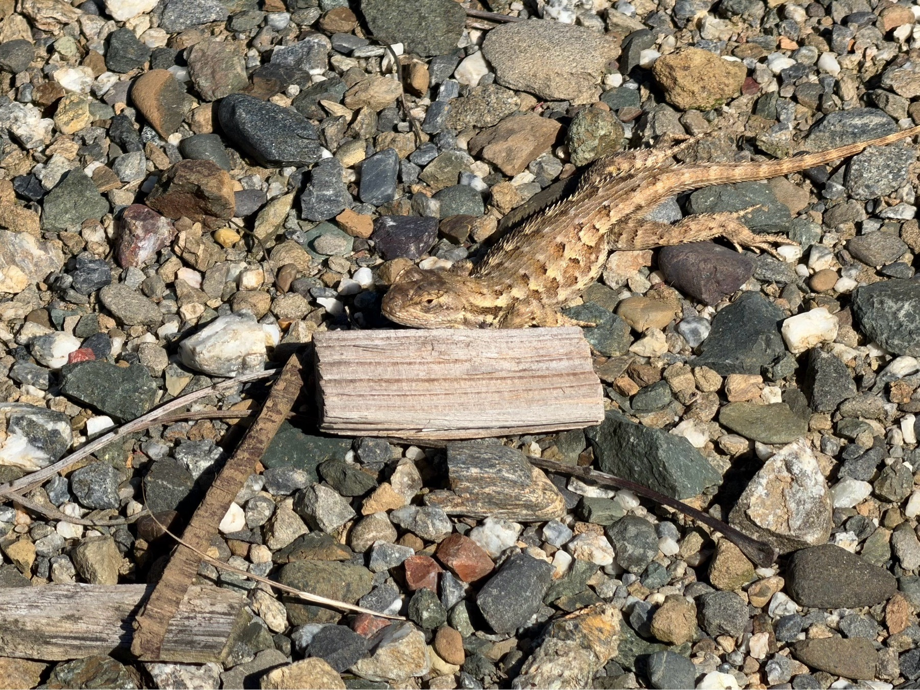 A brown and tan fence lizard is spread out, eyes slightly closed & chin on a wood chip, sunning itself on a gravel surface. Its spiked spine is quite visible giving the lizard a fierce though calm aura 