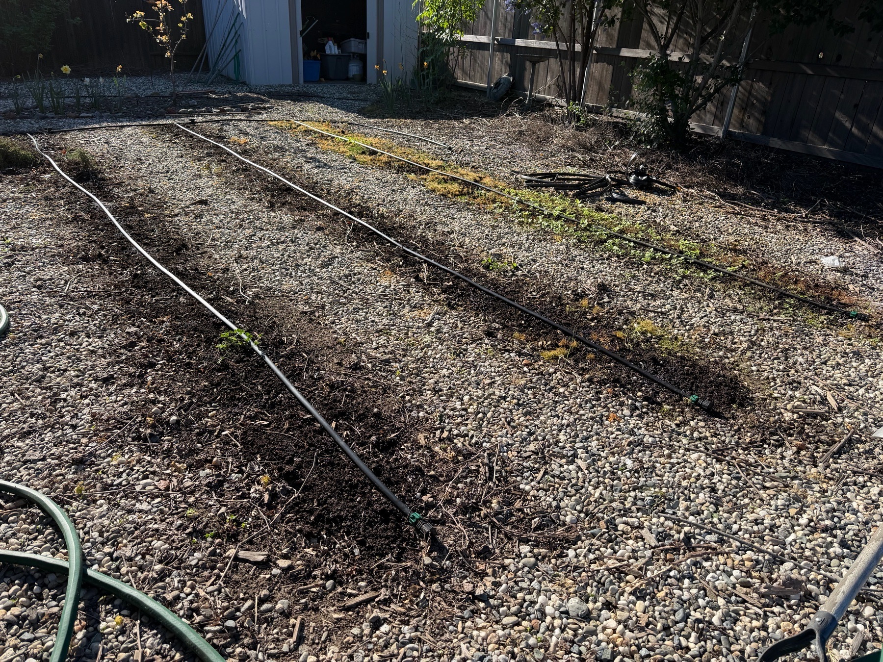 Three crop rows, separated by about 1.5 feet of gravel, have fresh drip tape down their centers. A corrugated shed is open in the distance. The yard is surrounded by wood fencing and shrubs 