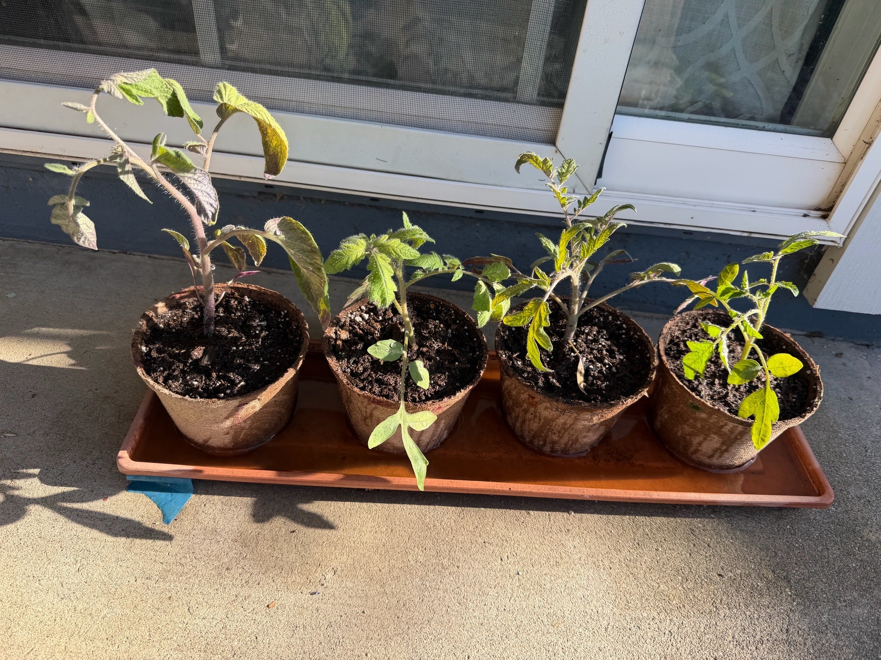 Four juvenile tomato plants, about 6-8β tall, in medium compostable pots green to teas leaves. Some leaves are narrower than others as theyβre all different varieties