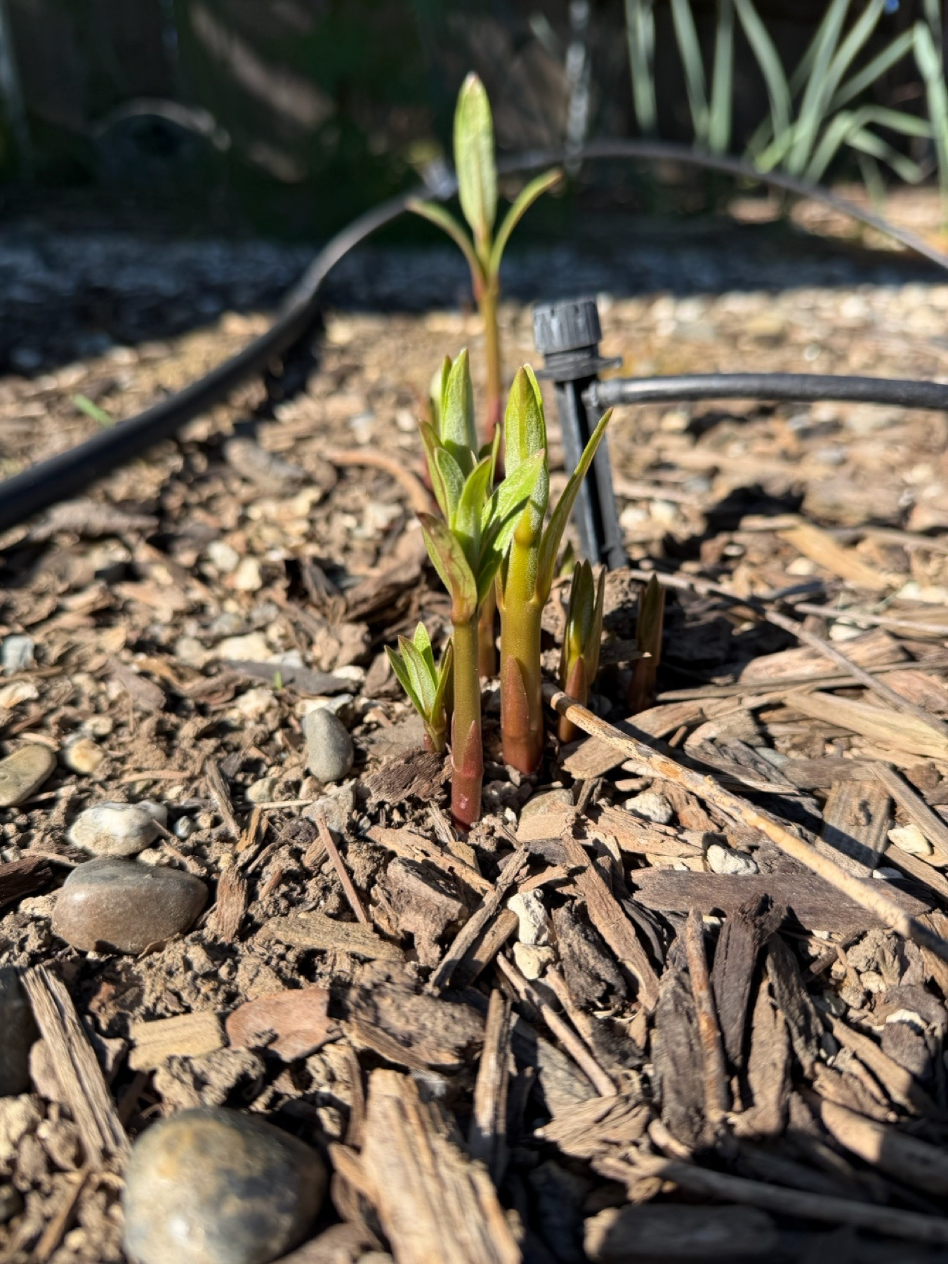 Several milkweed stems with young vertical leaves are popped out of the ground. They have very thick stems despite being only a few inches high. There’s a trunk drip line visible and a 1/4-incu line with an emitter in view.