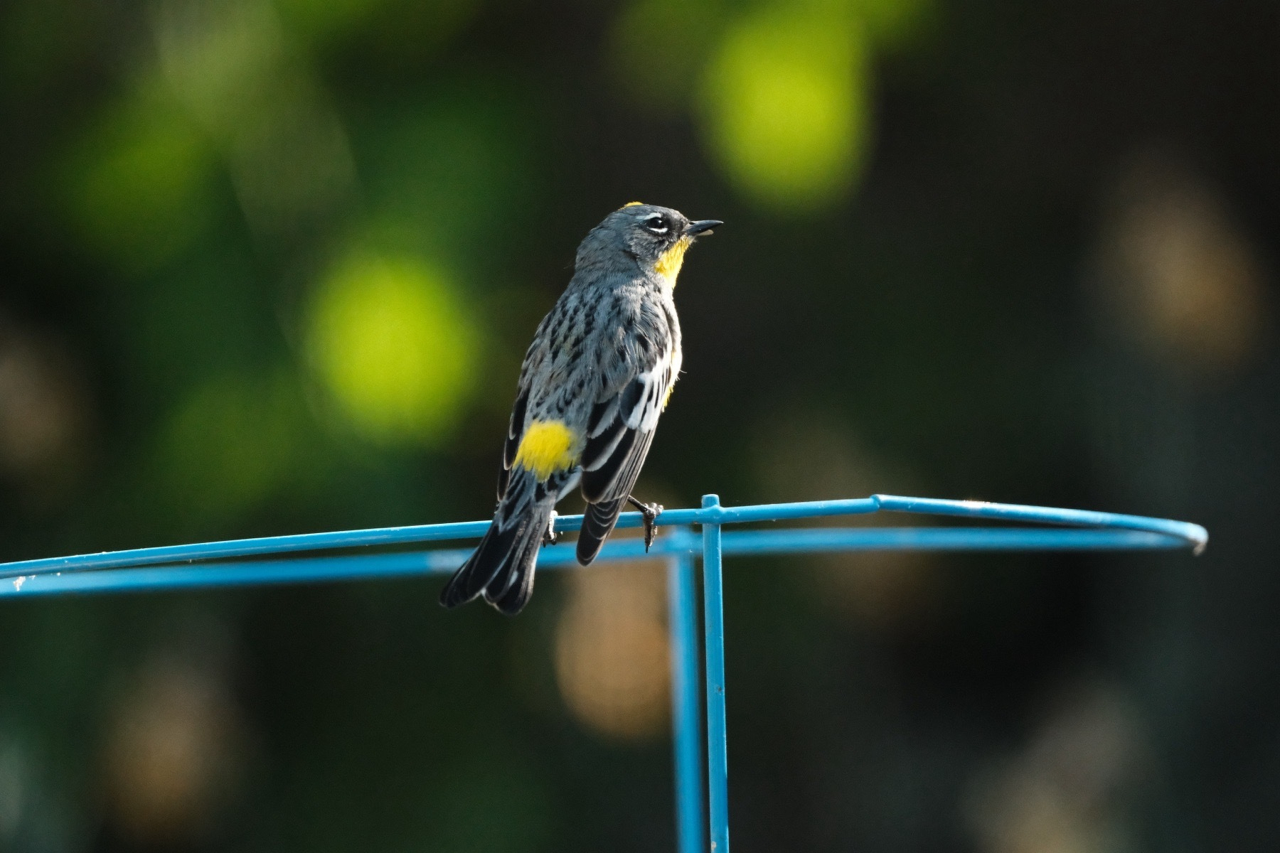 A male Yellow-rumpef warbler, perched on the top of a blue tomato cage, is poised to take flight after flying insects. The oblique profile view clearly shows wings are slightly out and its yellow rump and throat are blazing. It is a very serious hunter.
