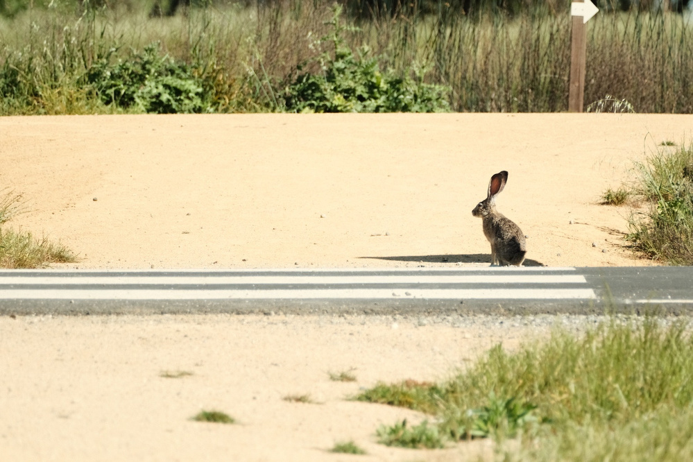 A rabbit sits across a road with crosswalk stripes, facing left. Its shadow is long on a sunny day. It is surrounded by compacted tan dirt of a levee and just beyond the levee is dense vegetation. There’s a sign post to the rabbit’s right with an arrow facing right. 