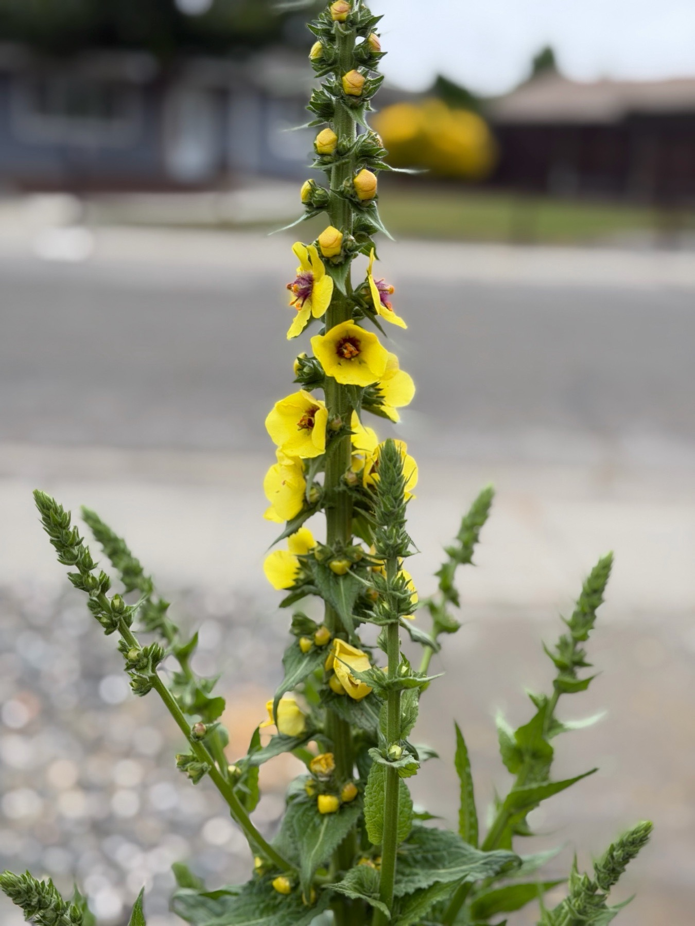 A big central spike of alternating flowers and buds. The flowers have yellow petals with a purple center. The leaves near the bottom of the spike are serrated. The background is blurred. 