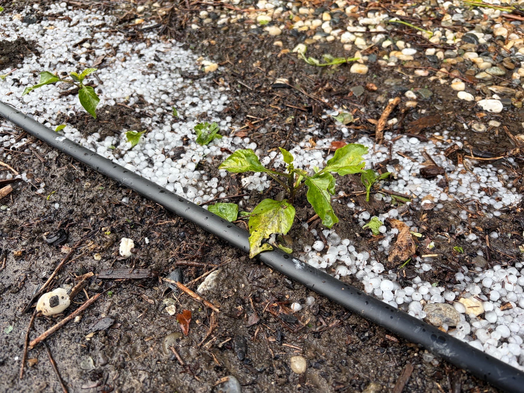 A small garden plant that got its leaves pelted and damaged by hail. Hail sits on the ground unmelted 