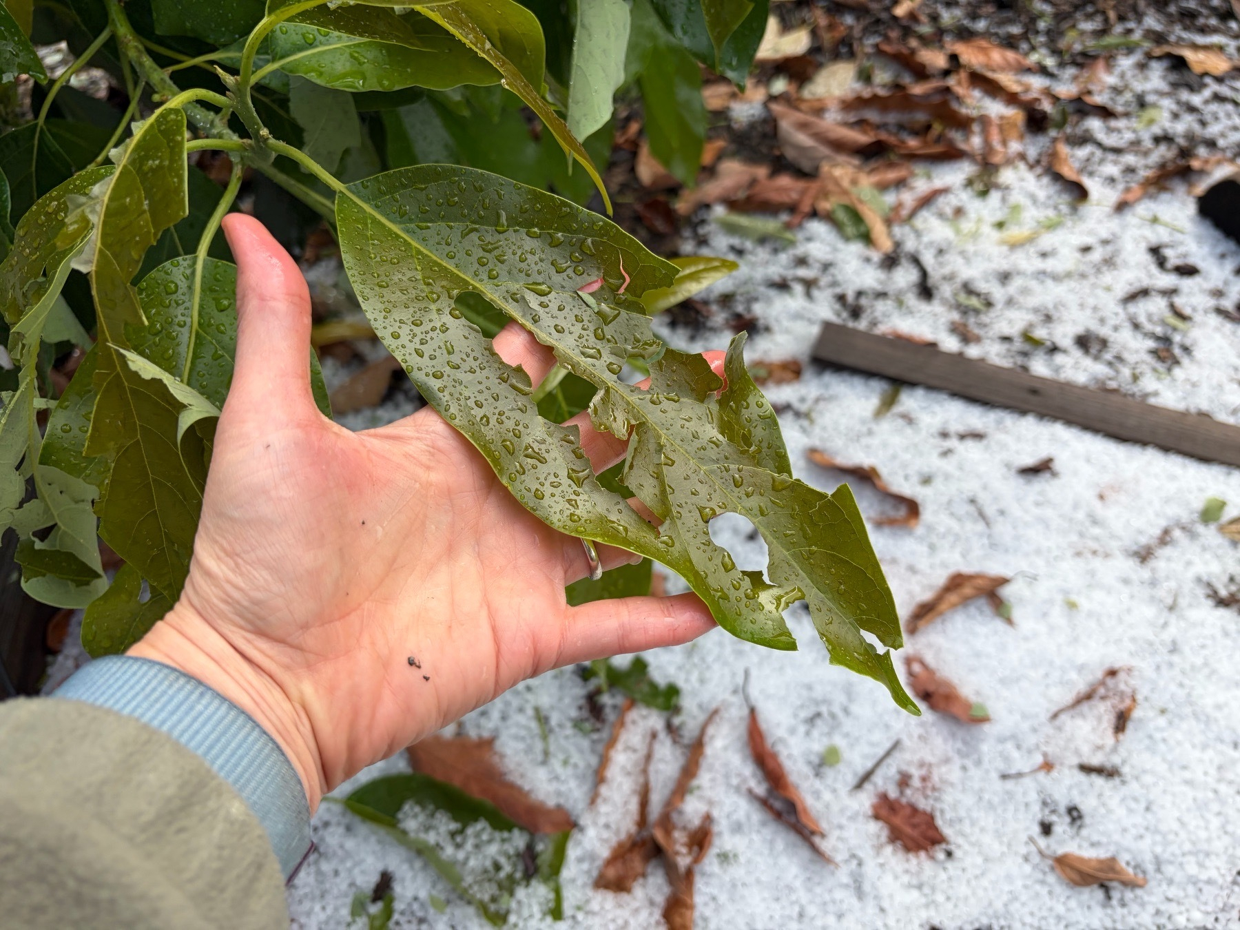 A half shredded avocado leaf with a human hand cradling it. There’s a hail stone stuck to the leaf. Hail covers the ground below. 