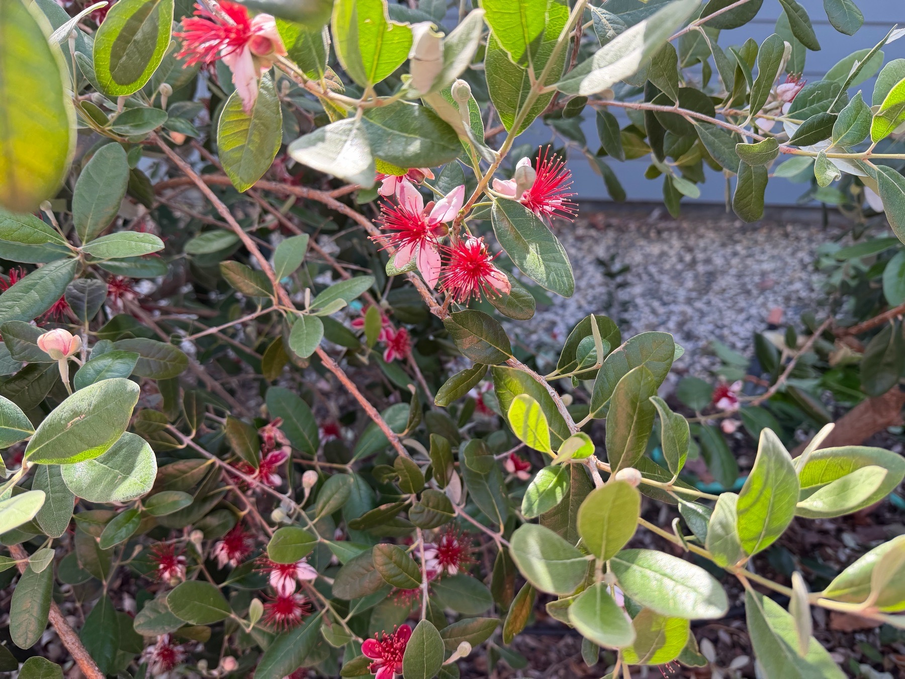 Sun dappled Feijoa flowers with bright long red centers and large discrete pedals. 
