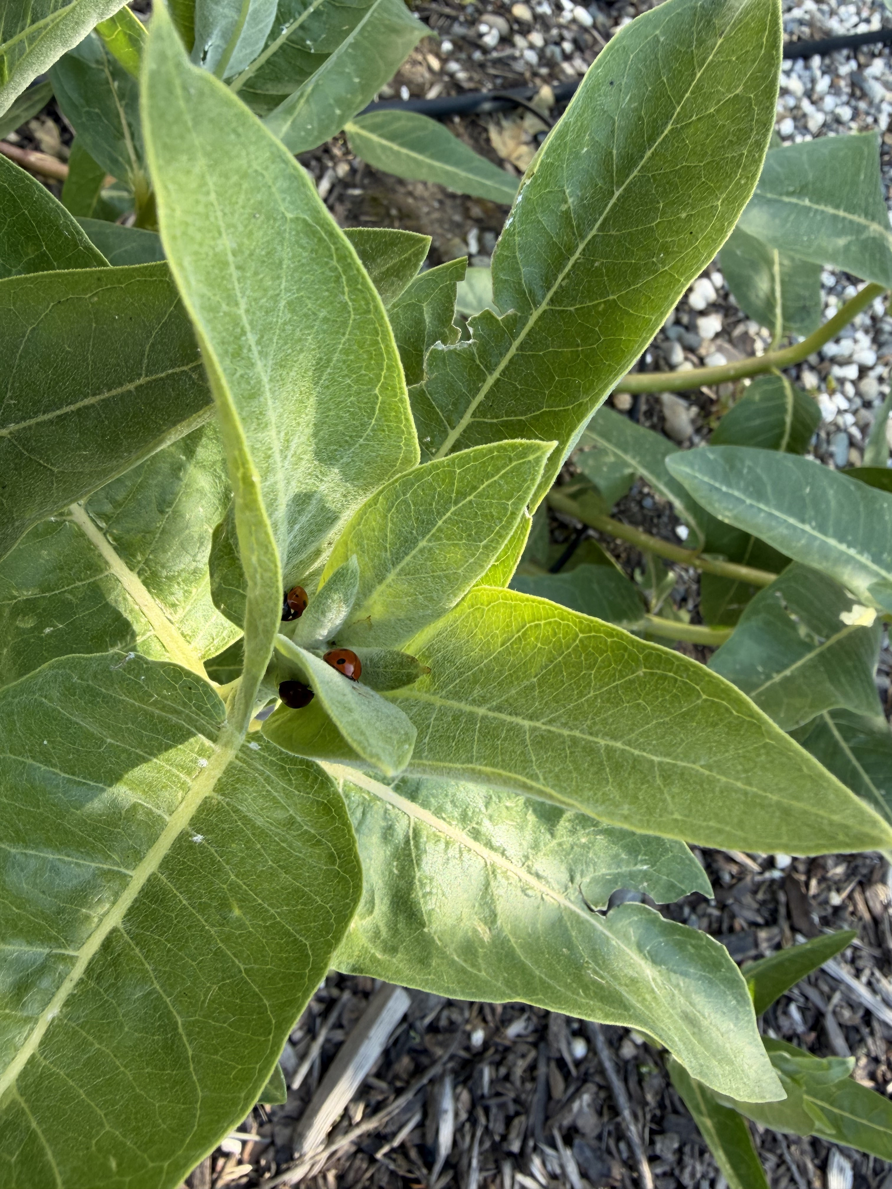 A cluster of ladybugs are in the center of a milkweed, where new tender growth has attracted oleander aphids. The milkweed leaves, some of which are chewed up from the previous day's hail, are broad and full of veins.