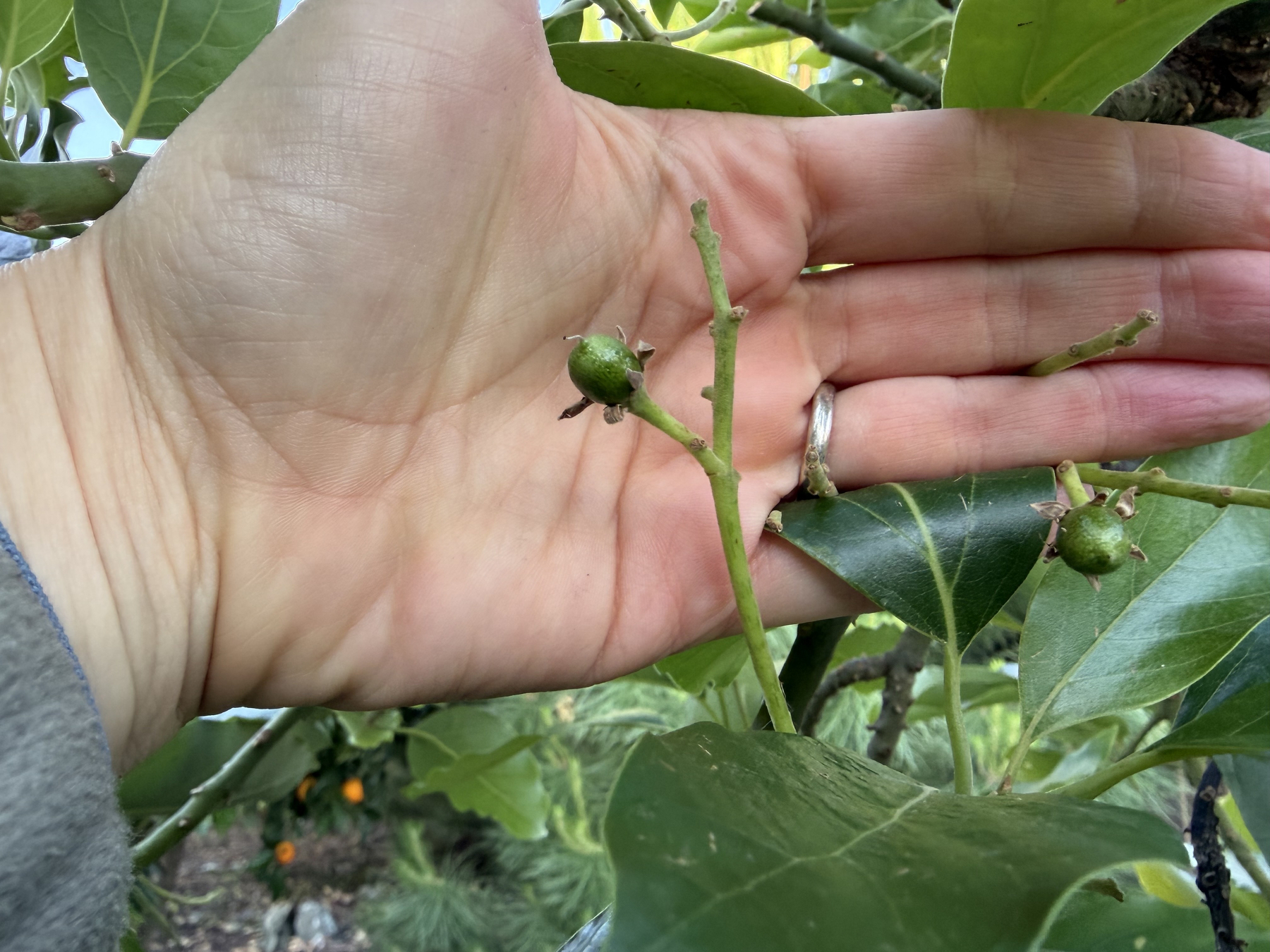 Two baby pea-sized Bacon Avocados are visible with the front of a flat hand behind them for scale. There are a few avocado stems that end in nothing, and that's where fruit failed to set. 