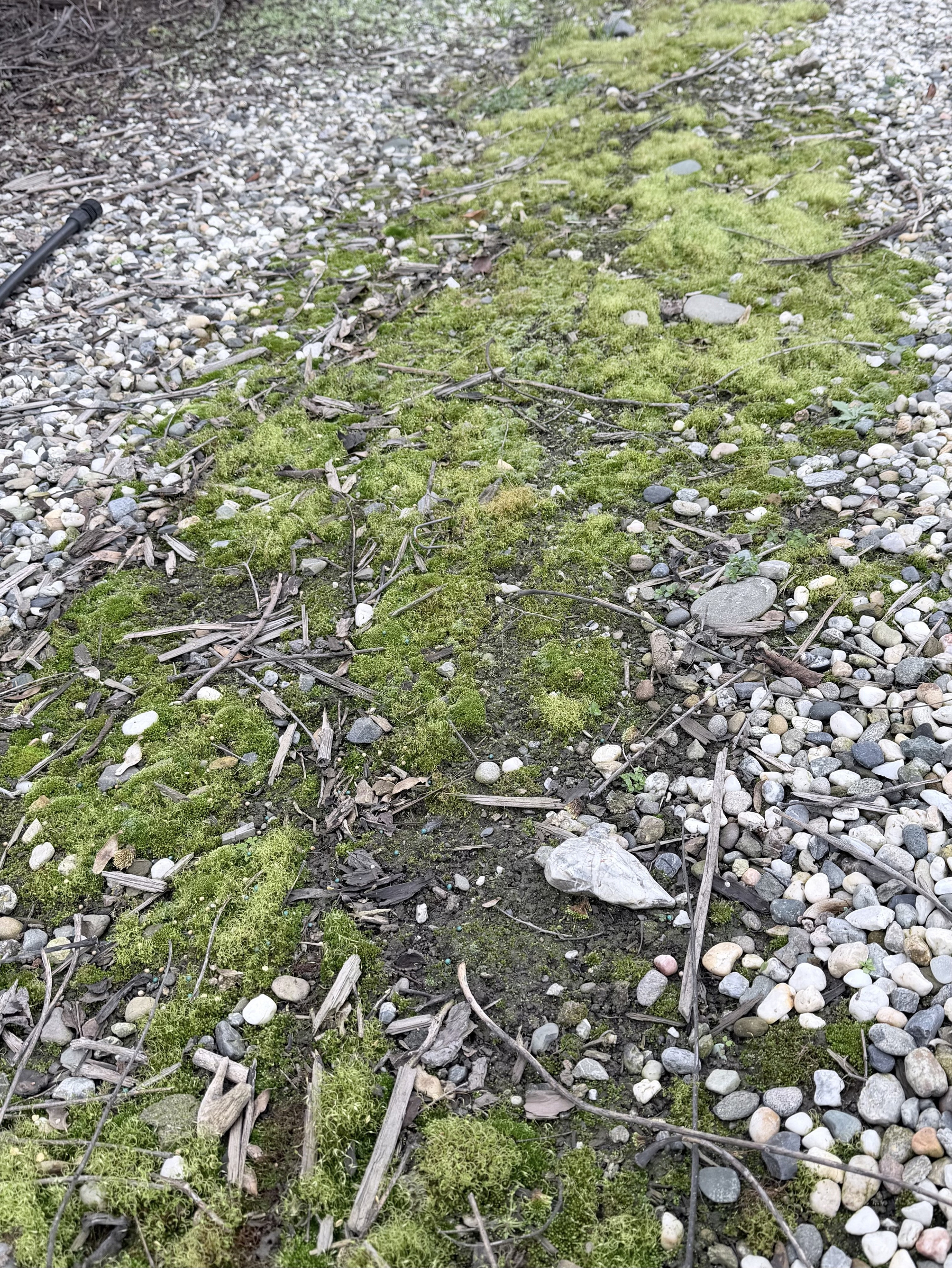 IMG_0629.jpeg A 1-2 foot wide and longer area of ground covered by moss and surrounded by small rocks. There's various pieces of wood and smaller amounts of rock in the moss.