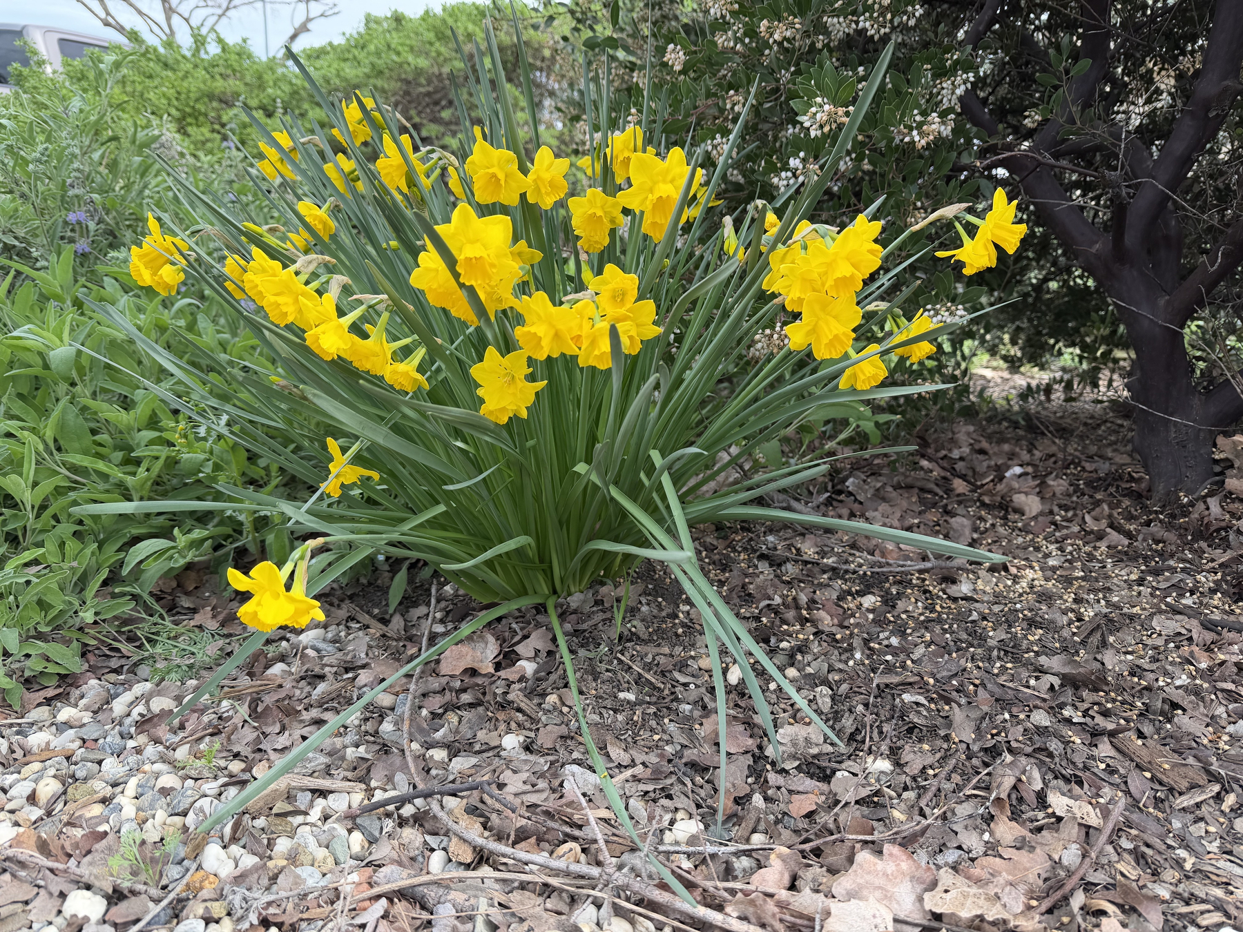 IMG_0717.jpeg A tight cluster of daffodils present their yellow flowers of trumpets surrounded by a frill while manzanita bush on the left shows off its aging light-pink colors, and a sage plant on the right shows a few purple flowers amidst lush green growth. The ground has small rock and dried up leaves.