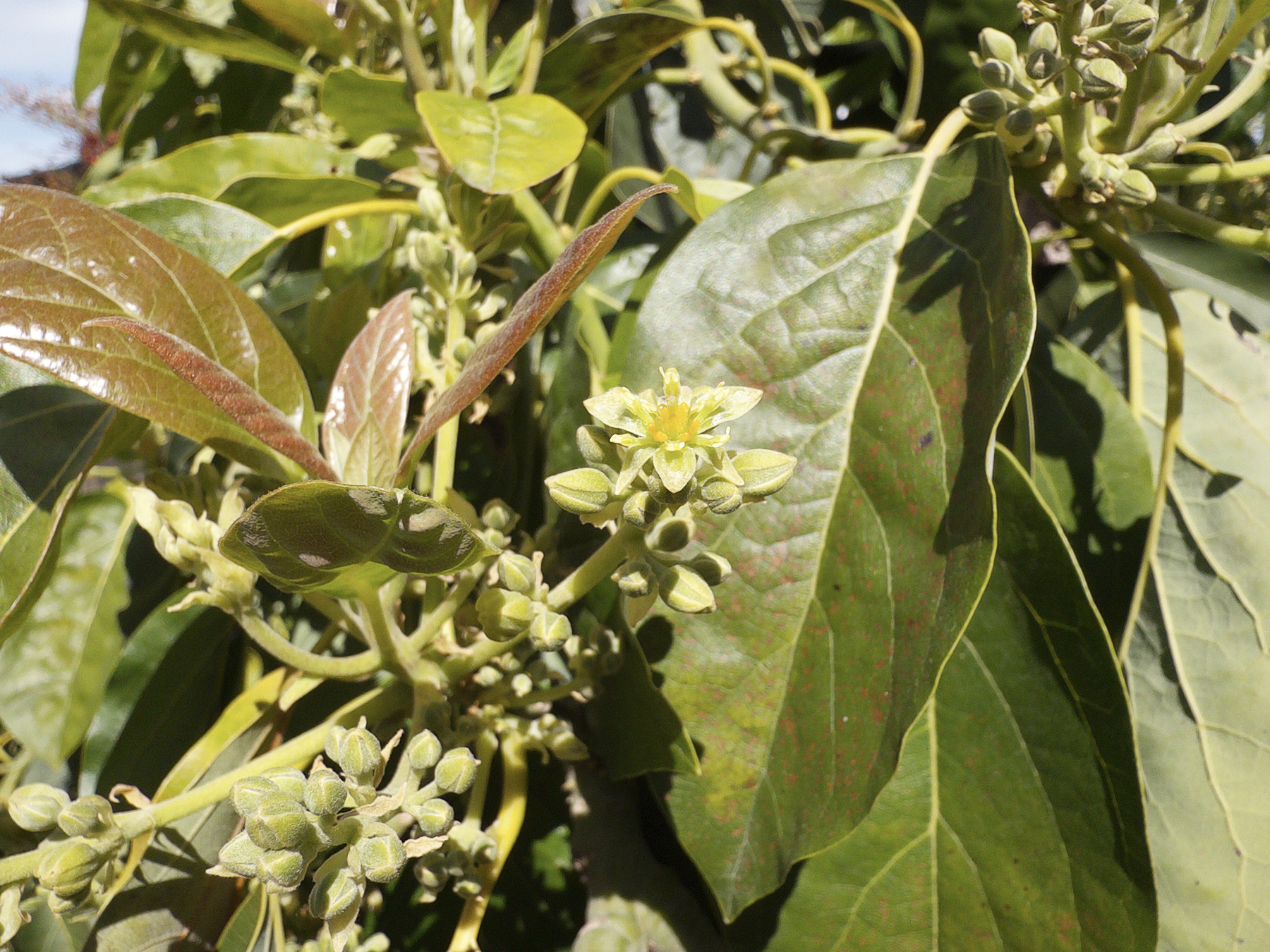 A photo of a single avocado flower among clusters of flower buds. It is all within a thickly foliated canopy with dark greens, reds, and light yellows. The flower itself is rather understated, with tiny yellow-orange anthers in the center 