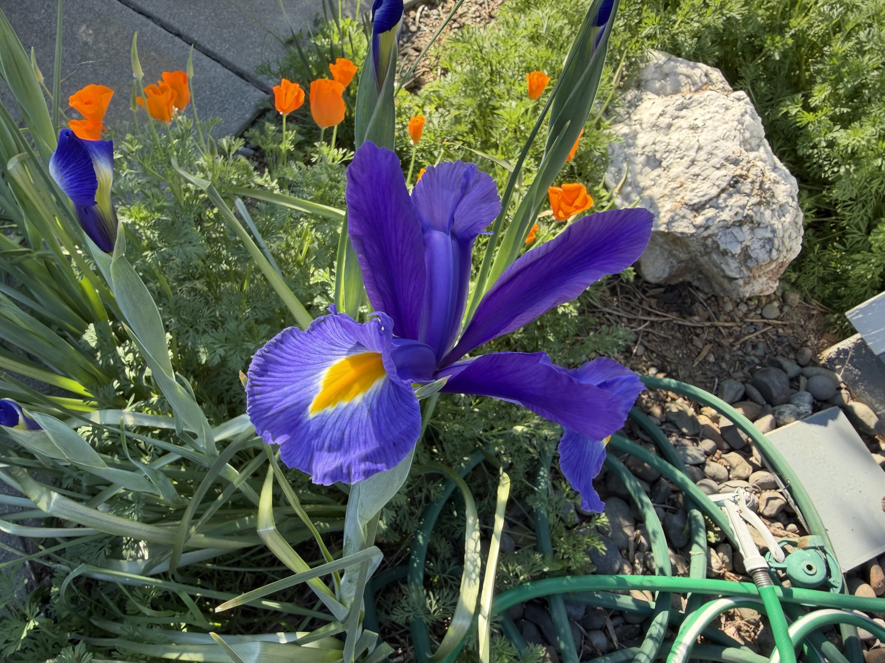 IMG_0784.jpeg A giant Iris flower, very purple or indigo, with orange in their petal center, stands among bright orange clusters of California Poppy that are not quite open for the day. A coil of hose and a trigger sprayer is on the ground below the iris.