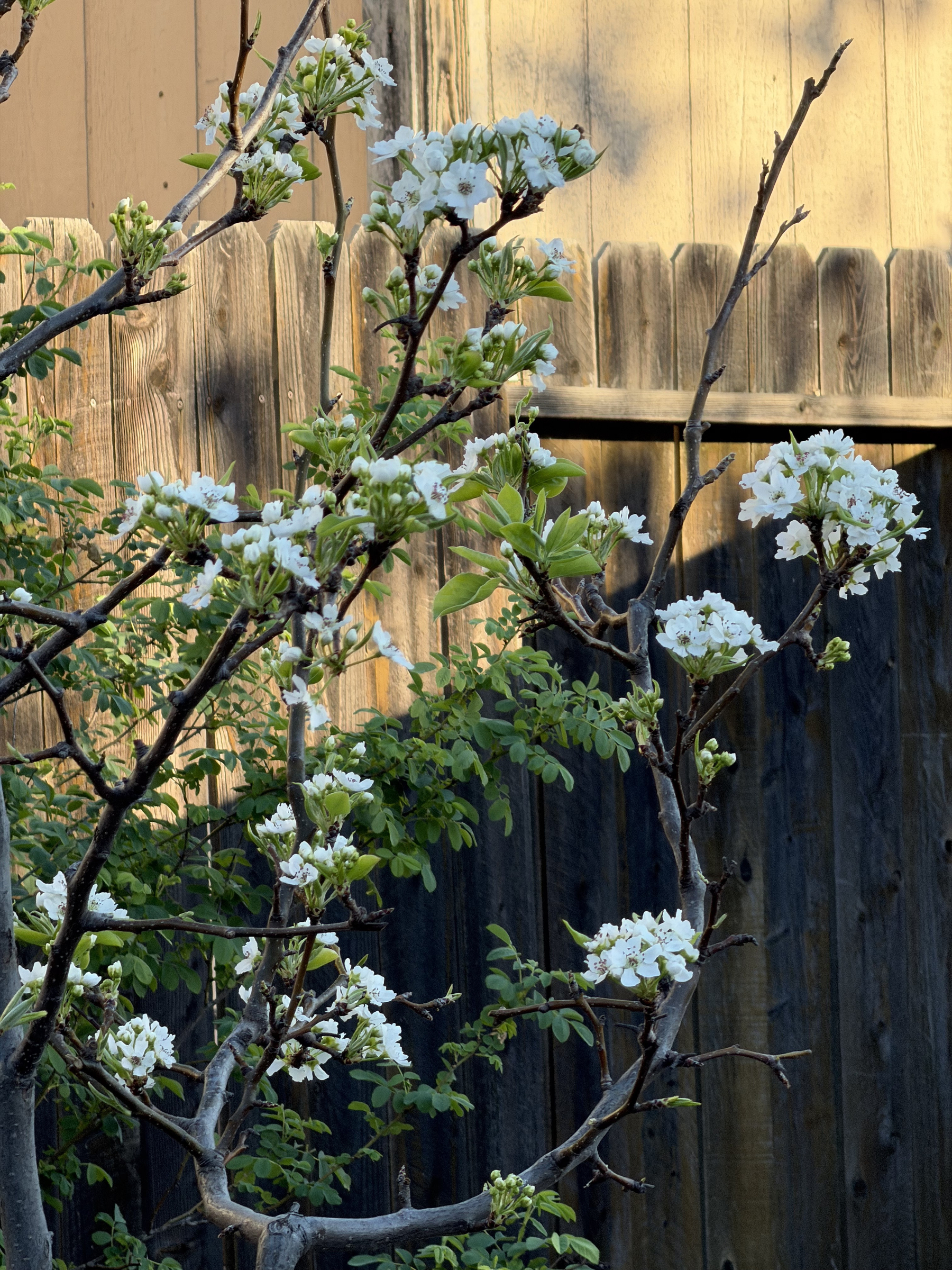 A New Asian Pear tree, quite young, has many clusters of cherry-stemmed white flowers with yellow centers. The leaves are narrow and freshly green. 