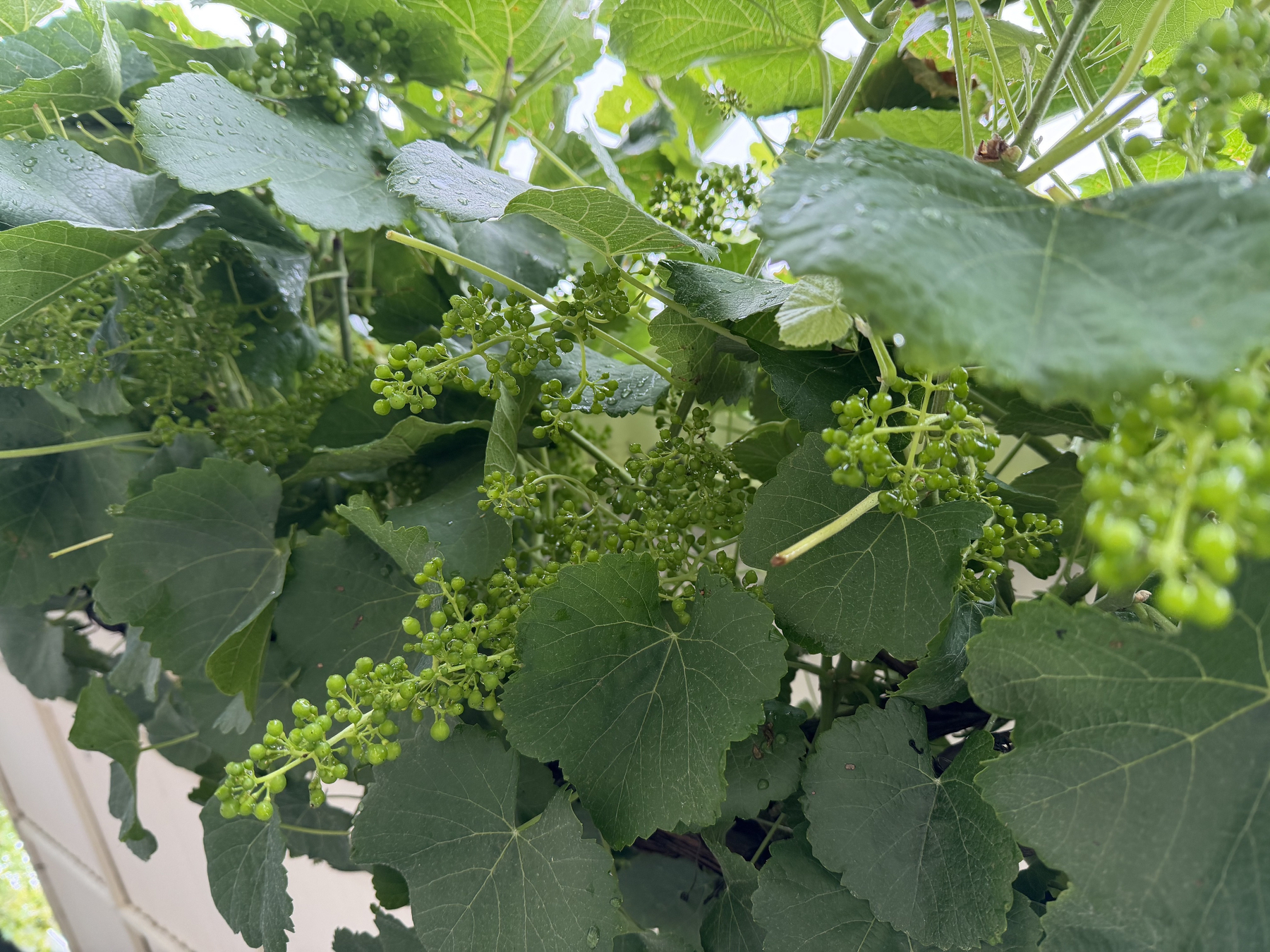 A bunches of freshly set grapes hang from a vine that's overly dense with leaves. The grapes are very green and small but spread out and ready to swell.