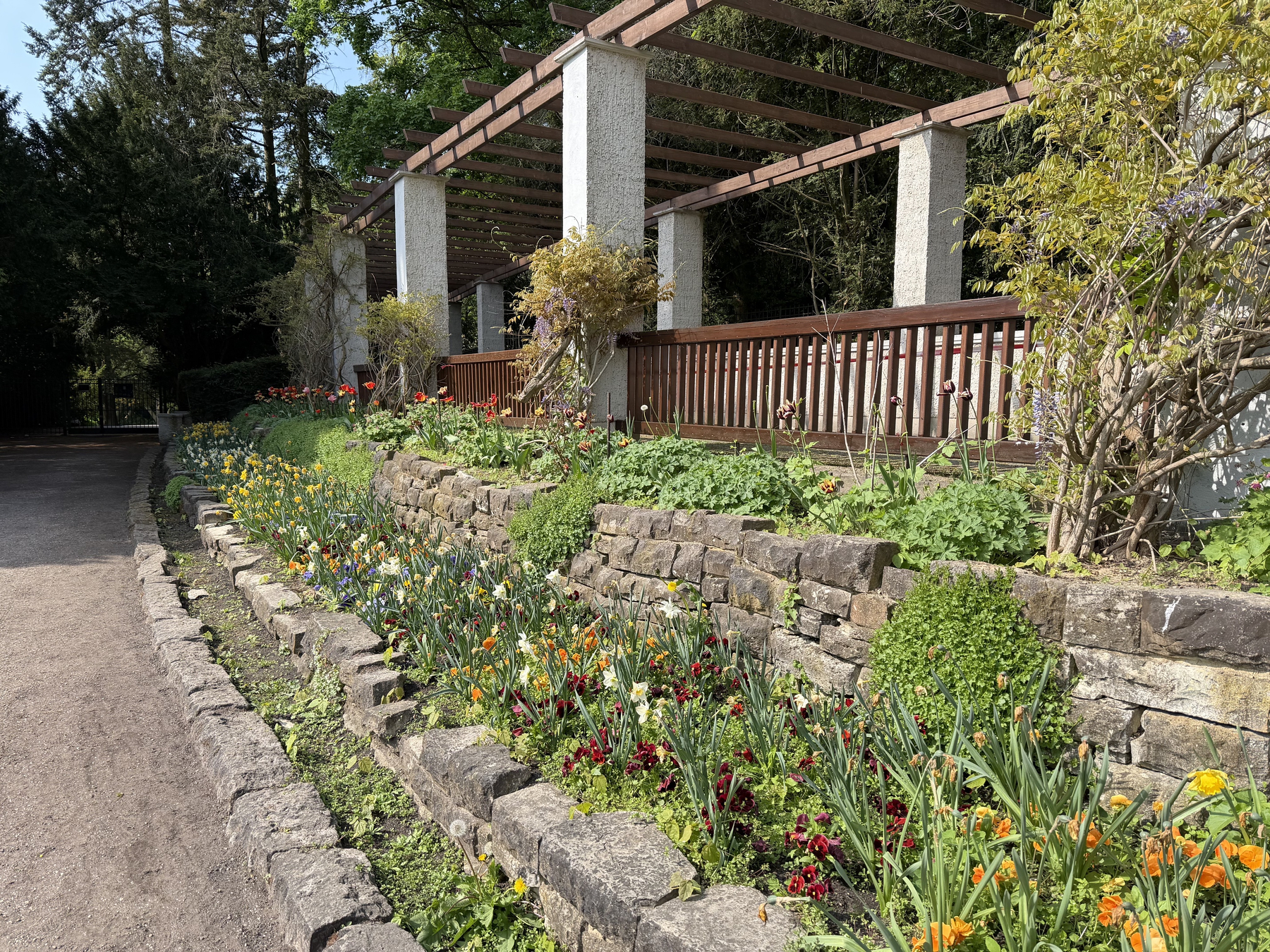 IMG_1159.jpeg A tulip garden along the western edge of the Rosengarten. The tulips are in two terraced beds with blocks of rock to retain the soil. Above the terrace is a walkway with wooden handrails and, for a wooden overhead, concrete supports