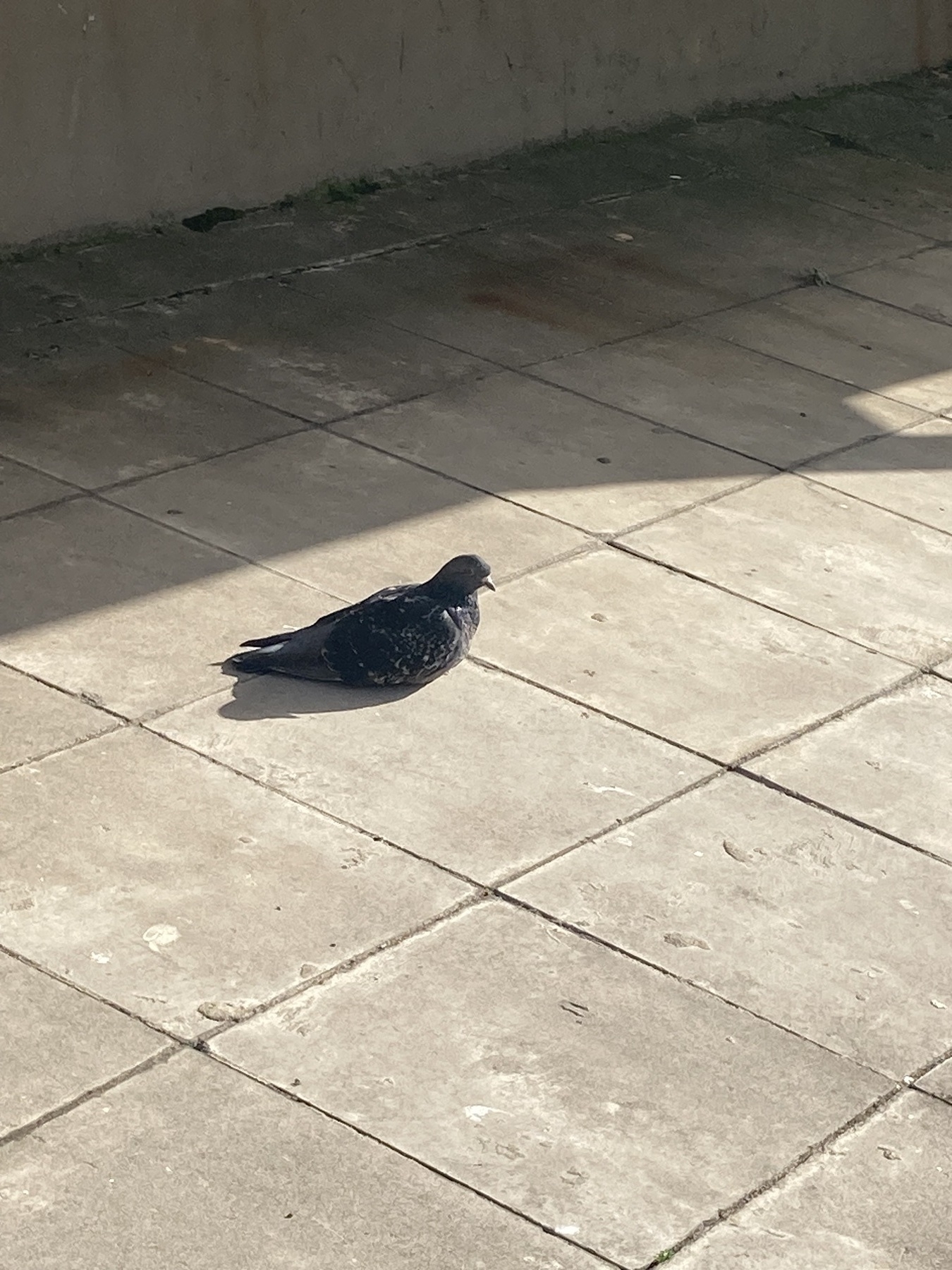 A pigeon in a patch of morning sunlight