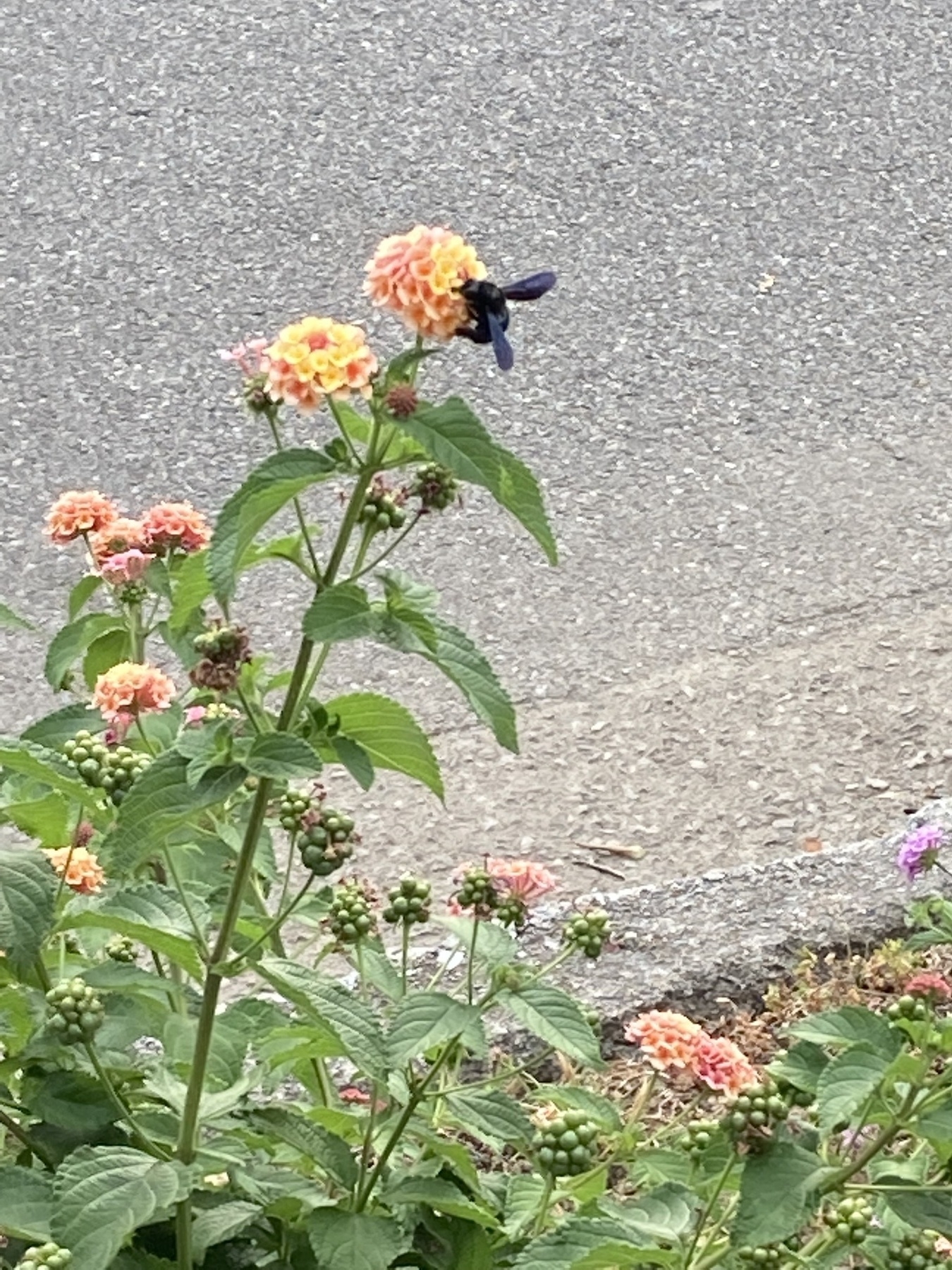 A black bee on a flower