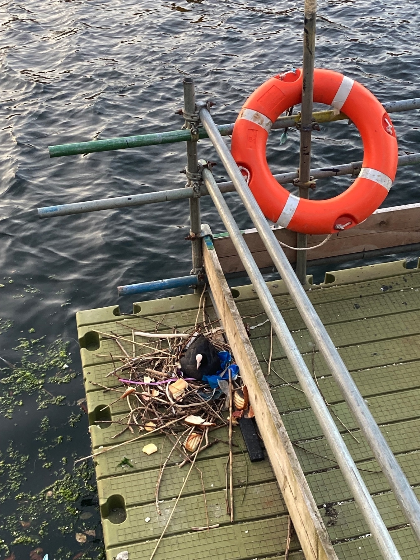 Coot nesting on a barge, with sandwiches.