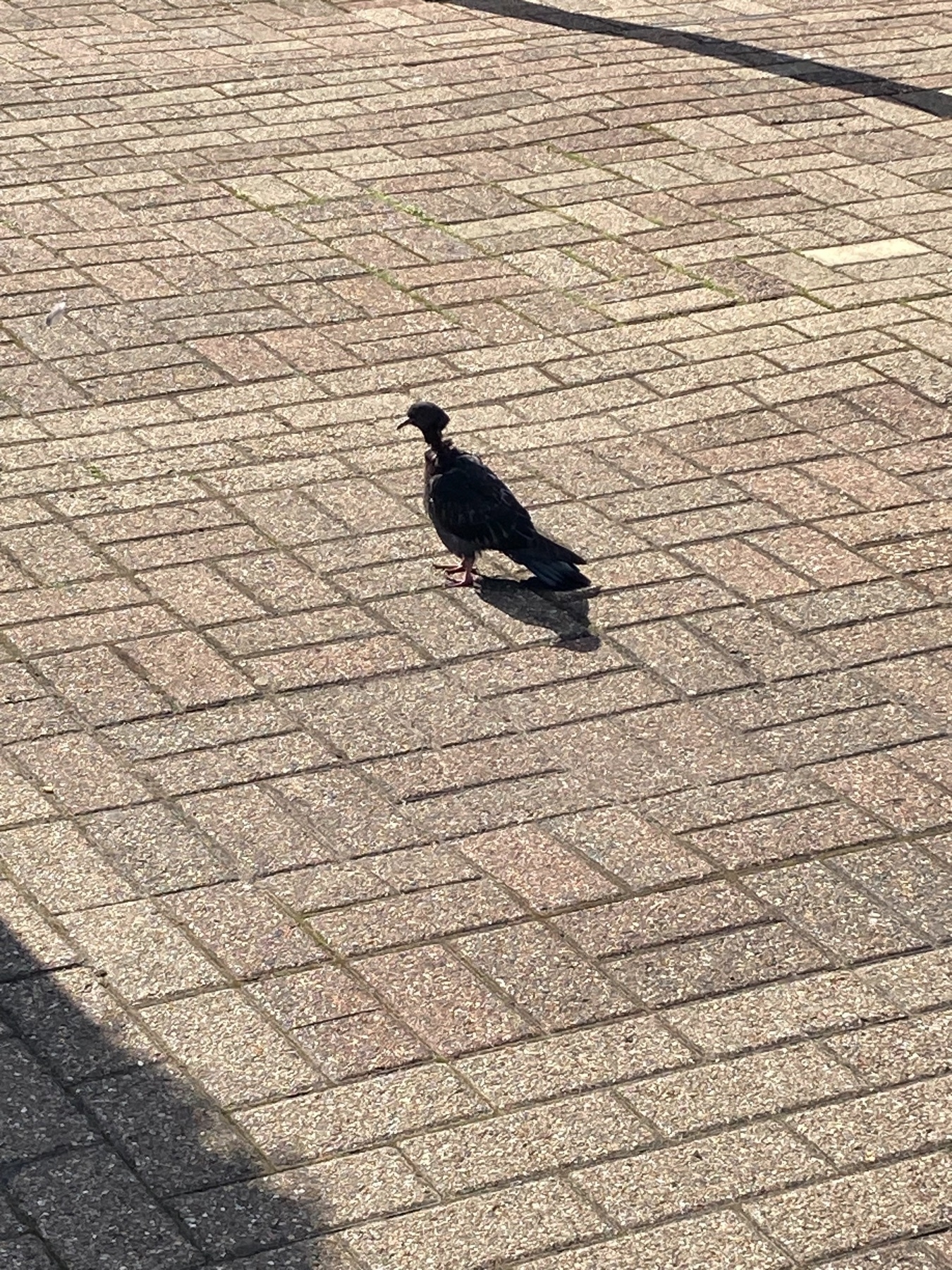 A young pigeon with a serious and probably life-threatening neck injury
