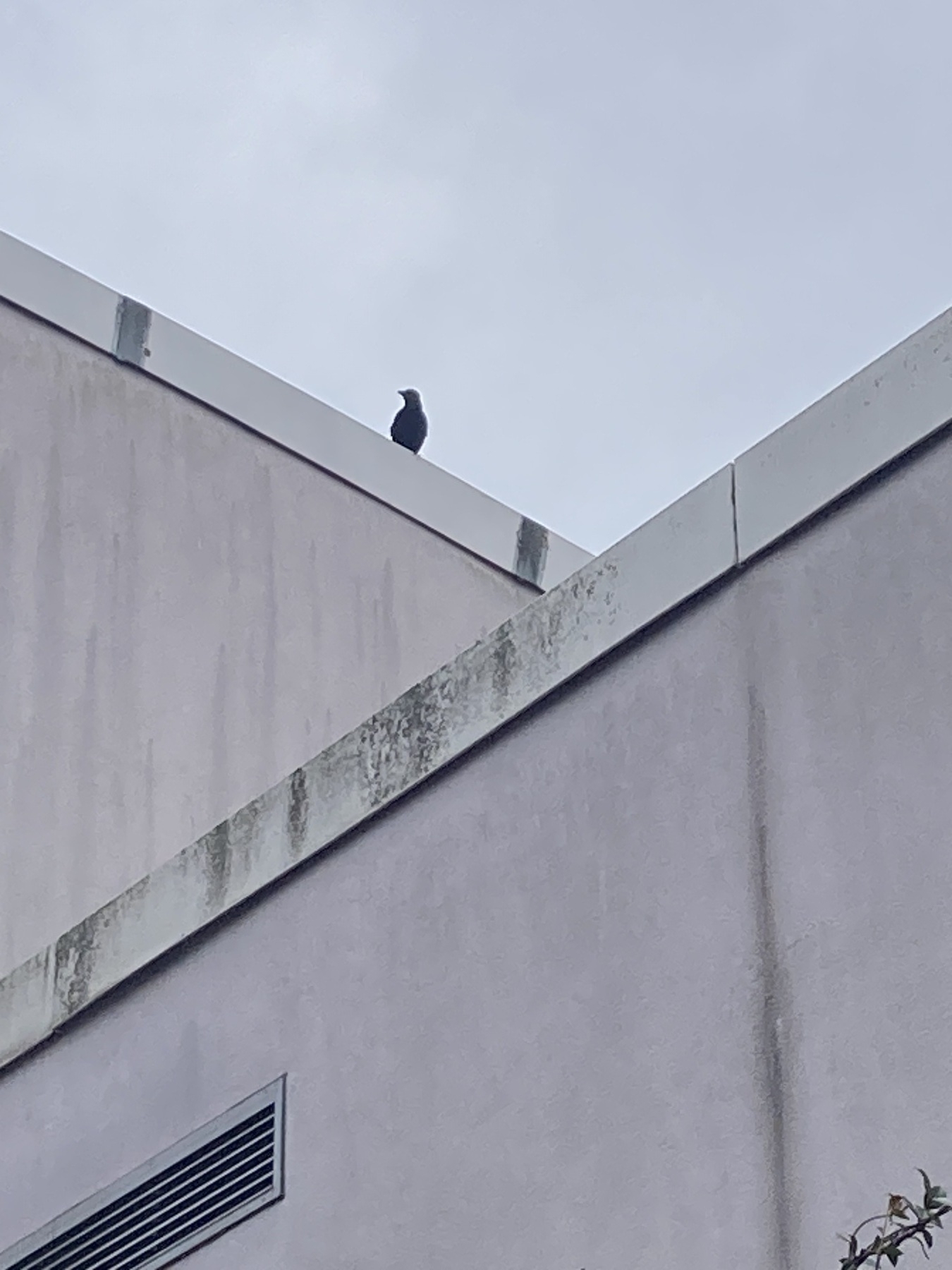 A crow watches from the rooftop of an office building