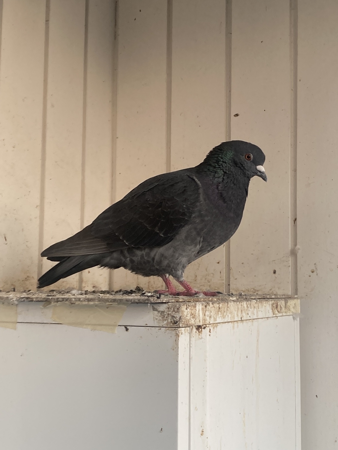 a picture of a dark-coloured urban pigeon on an IKEA cabinet
