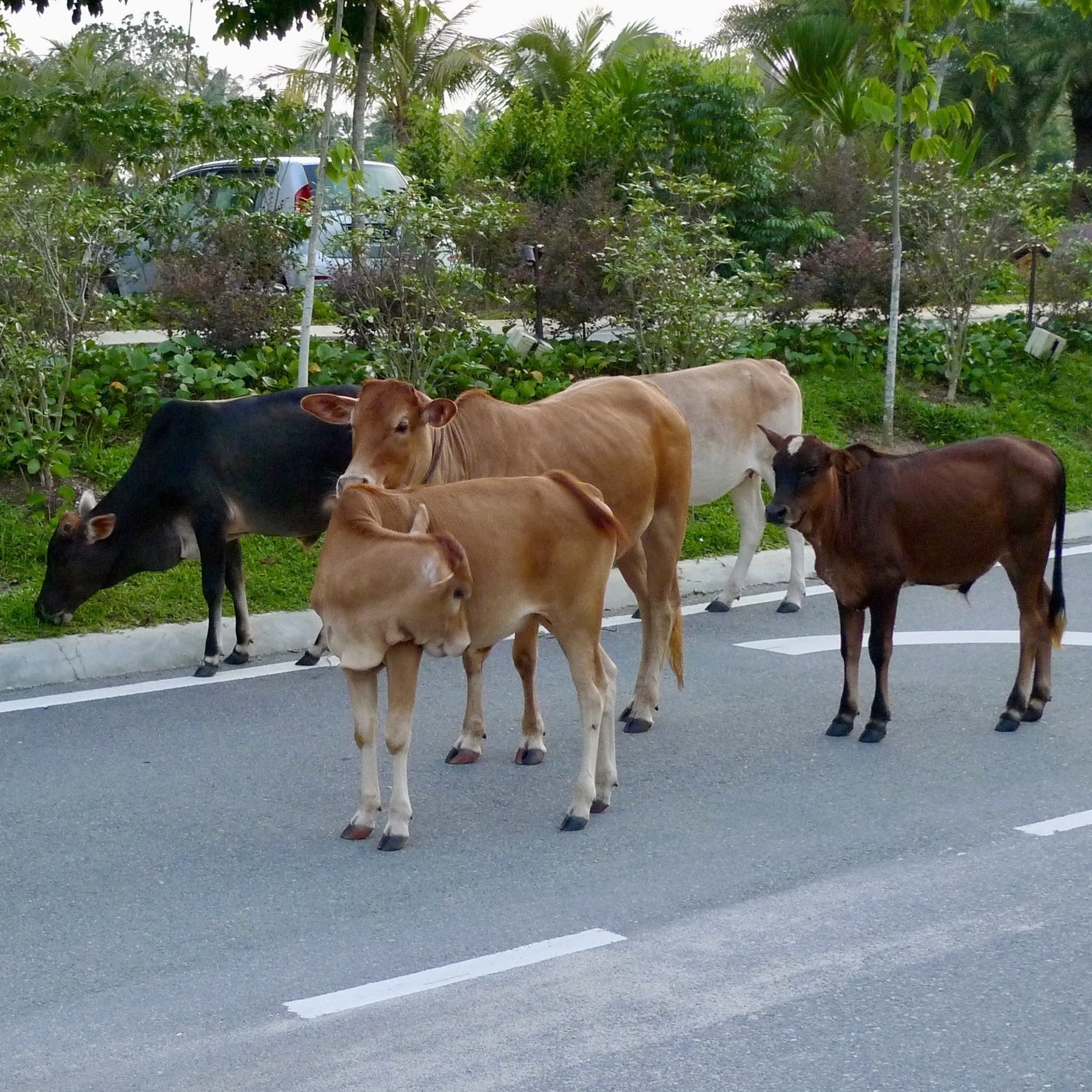 A group of friendly cows blocking the road
