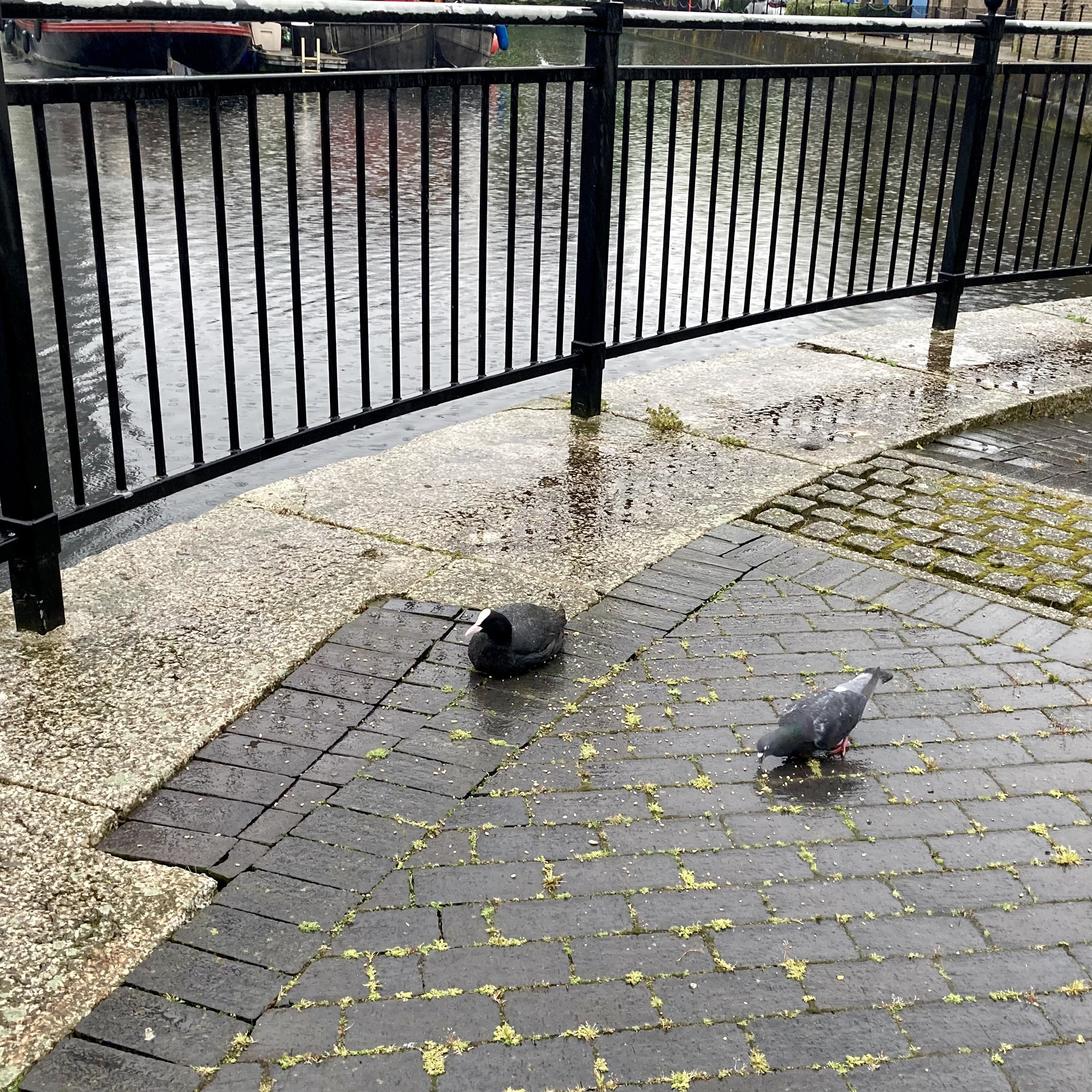 A coots sits on the pavement beside a pigeon who is eating seeds, there's a metal fence in the background, and the water of a marina