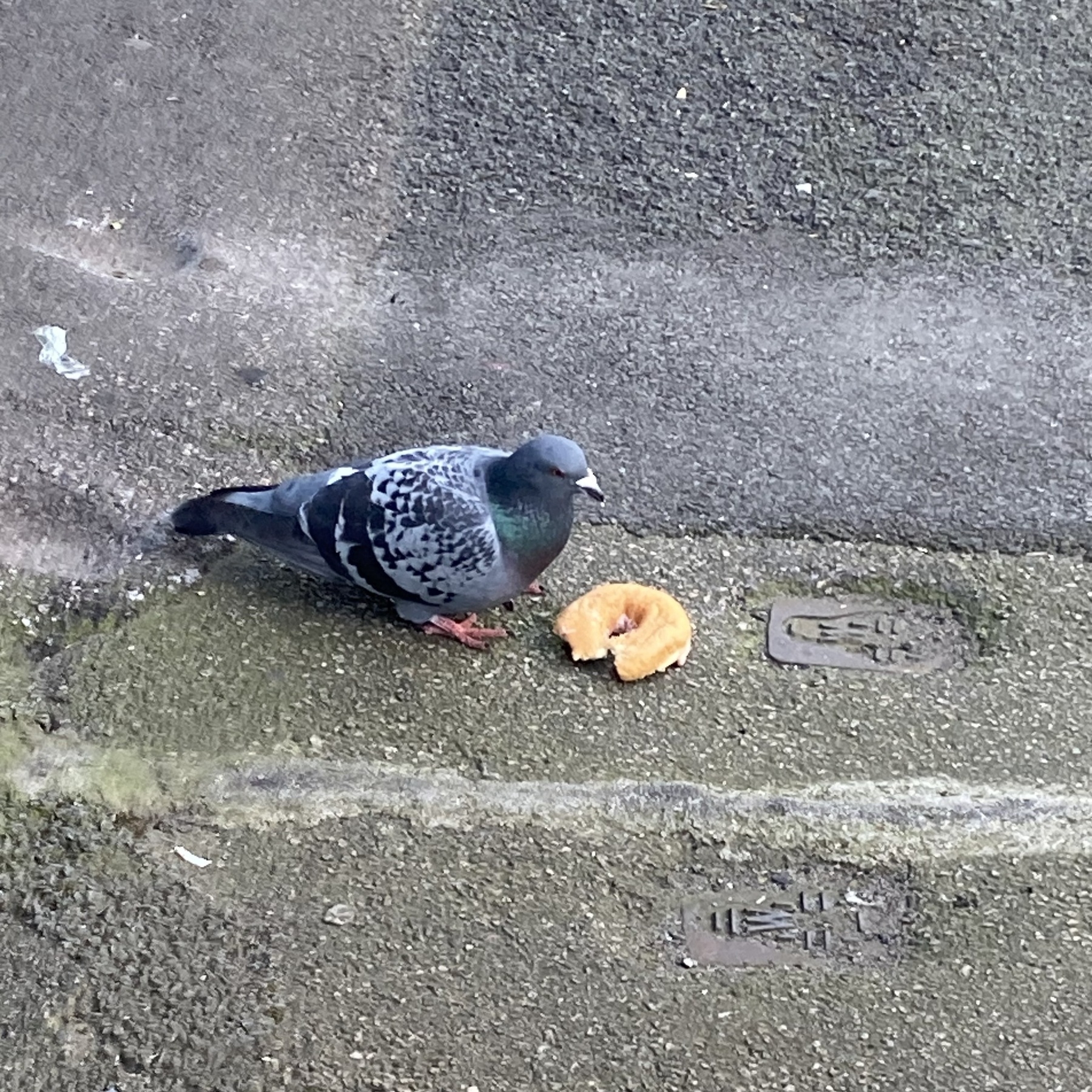 A classically-coloured London pigeon watches over a partially eaten donut against the backdrop of a tarmac pavement showing significant technical debt