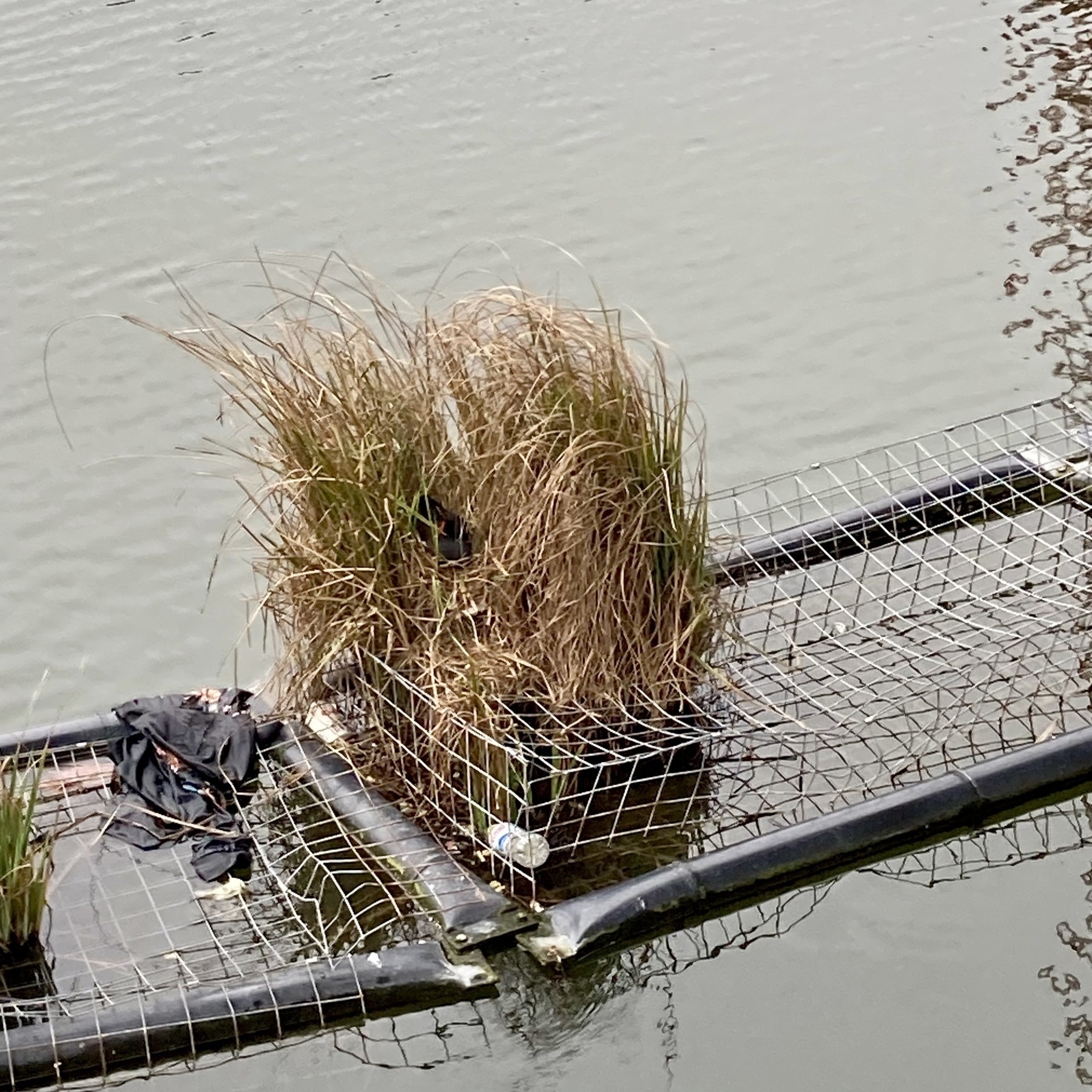 A moorhen is nestled into the reeds on her nest on an artificial island made of black tubes and wire mesh, surrounded by trash
