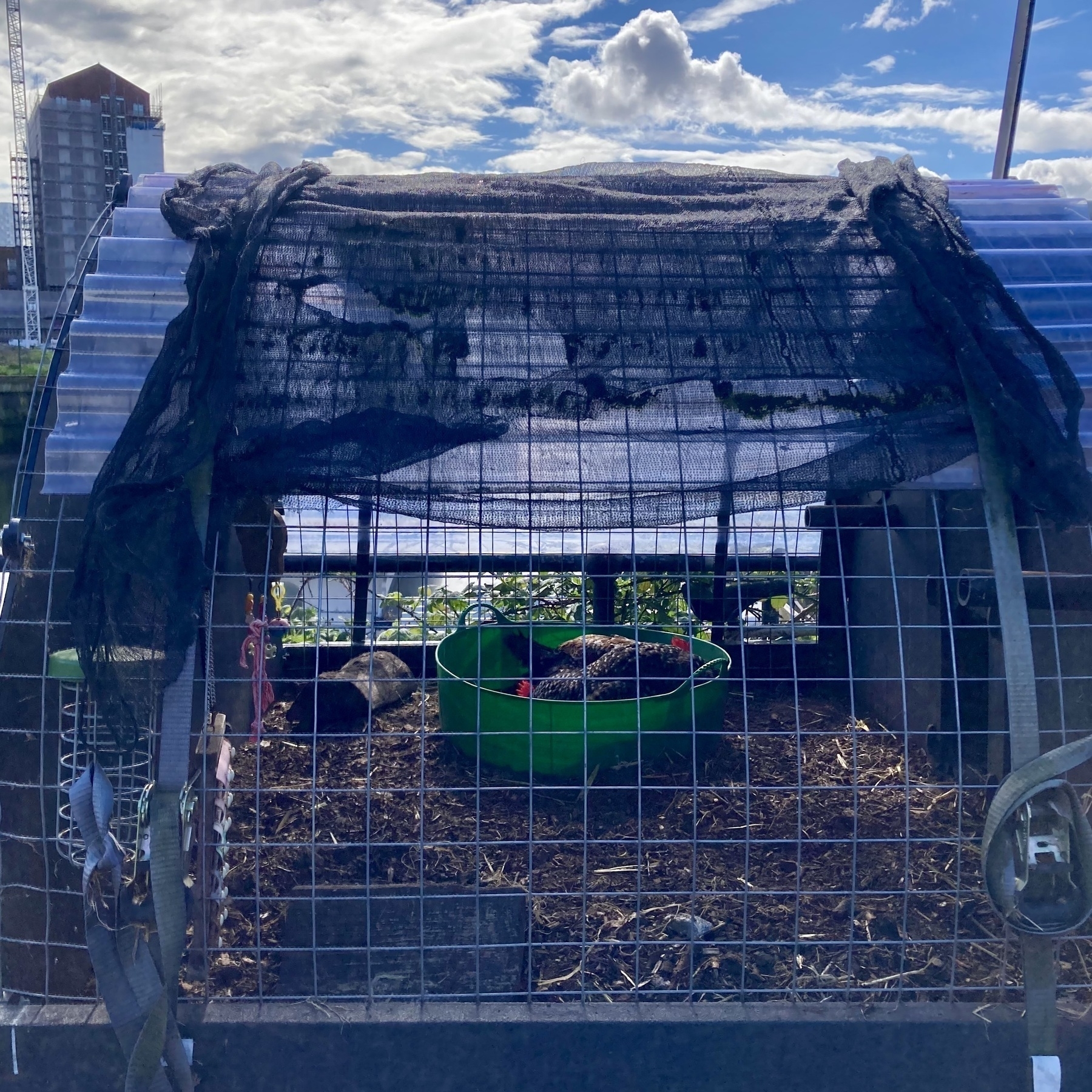 Two speckled hens foraging in a green garden bucket in a coop on the banks of the river Lea against a backdrop of cloudy blue sky and a construction site