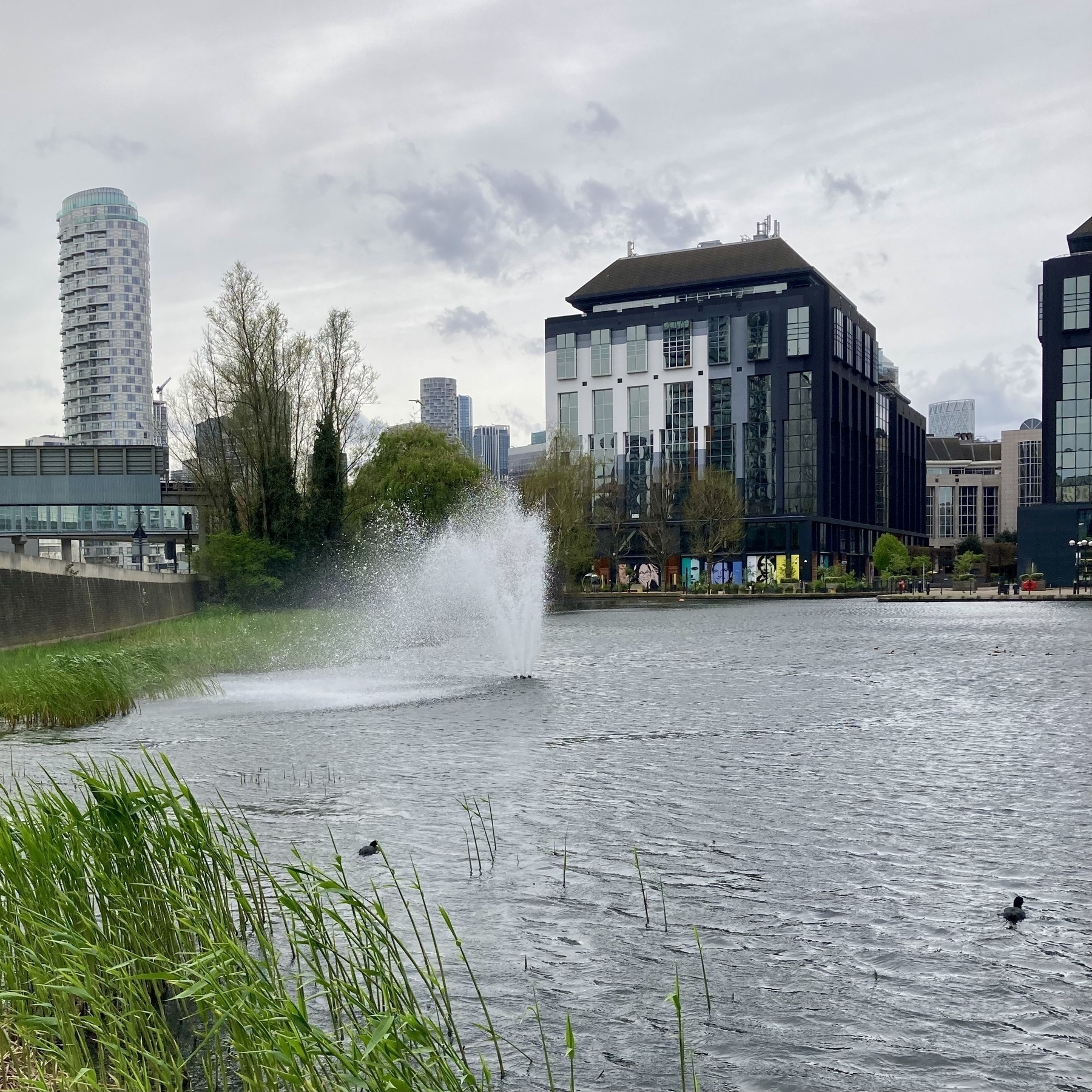 A pond in the city, windblown reeds and a fountain plume bent over by the wind. Two coots swim towards distant buildings