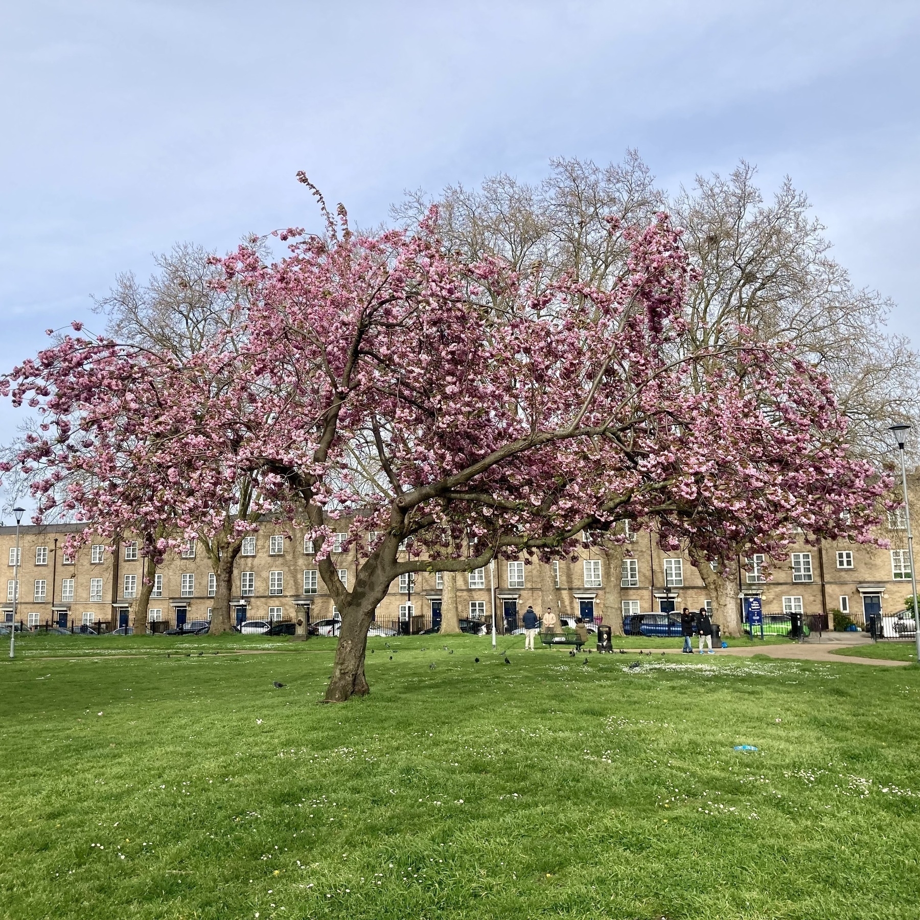 A cherry tree in full blossom in a small park in London's East End