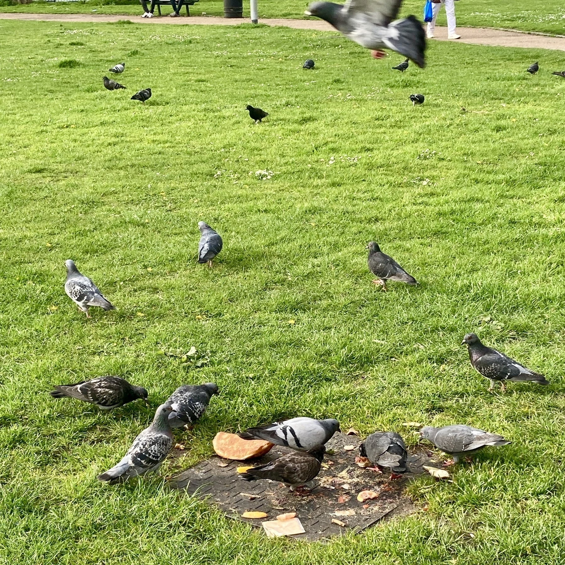 Urban pigeons on a drain cover in a park eat discarded naan bread and curry - one bird flies into the shot