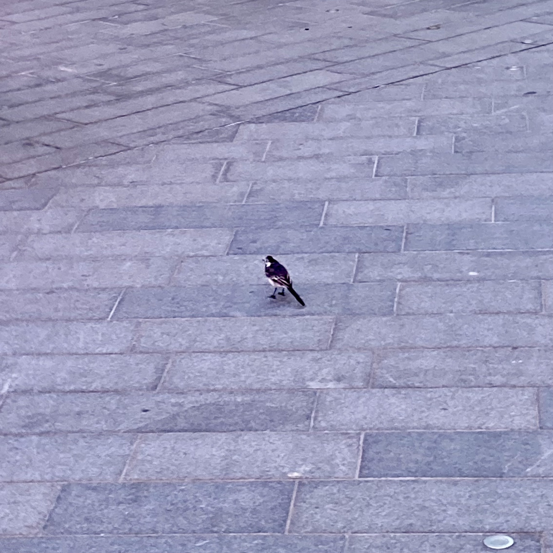 A wagtail against a background of paving stones