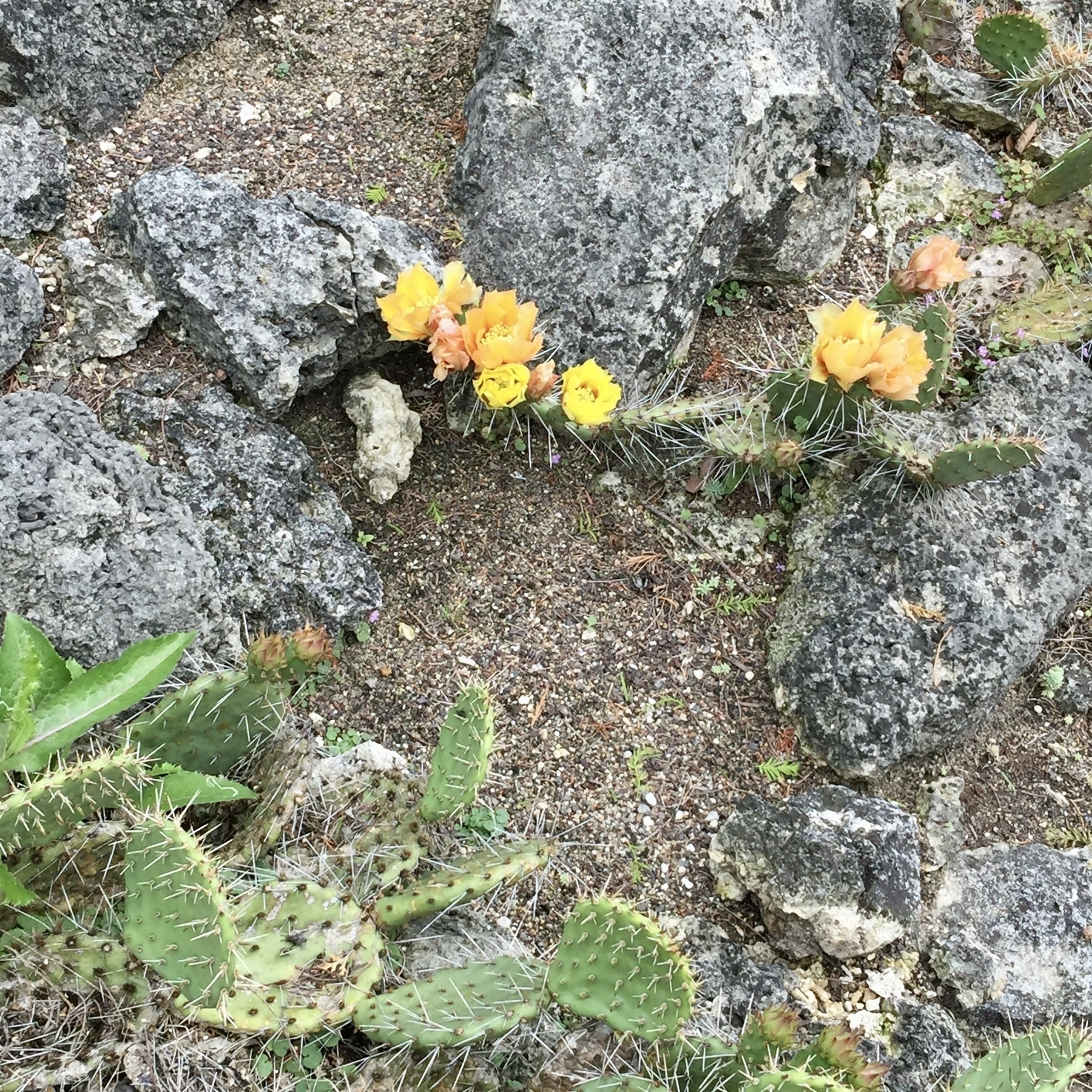 Prickly pear cactus with yellow blossom against grey rock